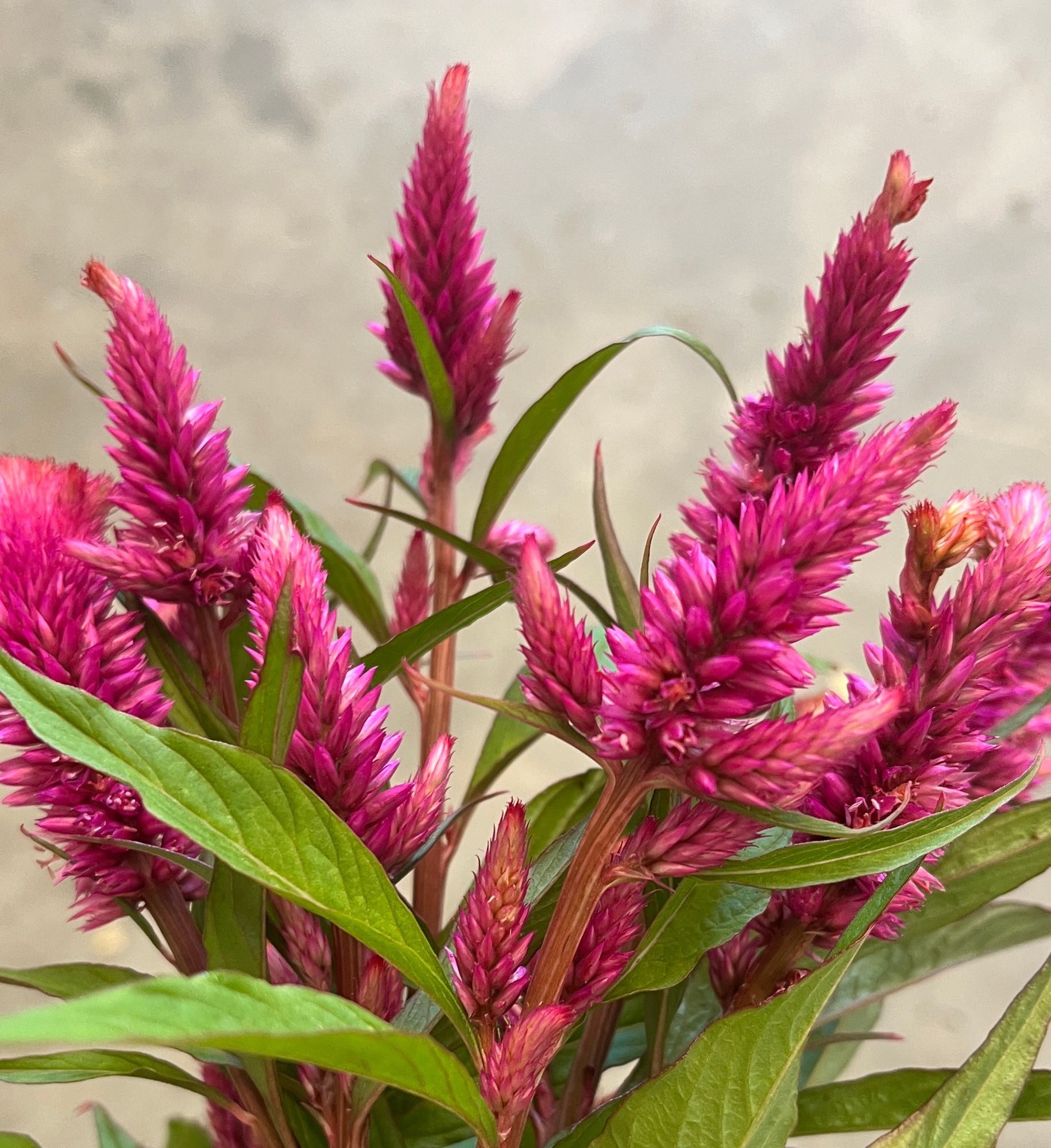 CELOSIA argentea spicata Ruby Parfait
