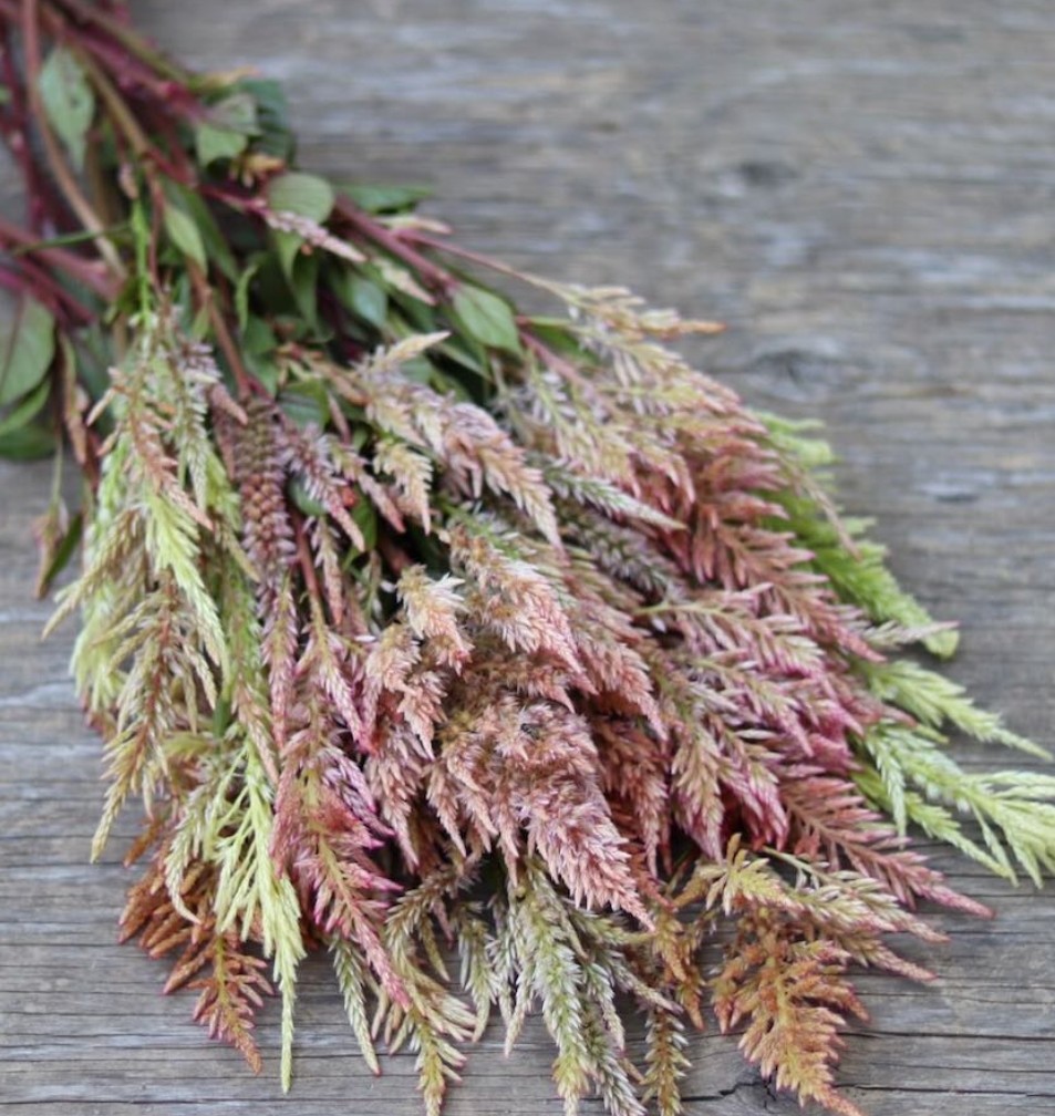 CELOSIA argentea var. plumosa Texas Plume Vintage Rose