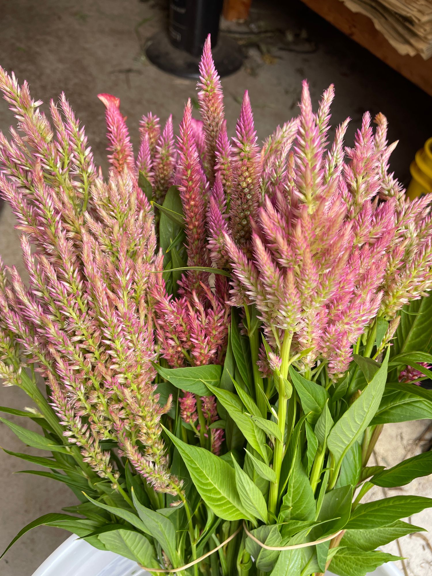 CELOSIA argentea