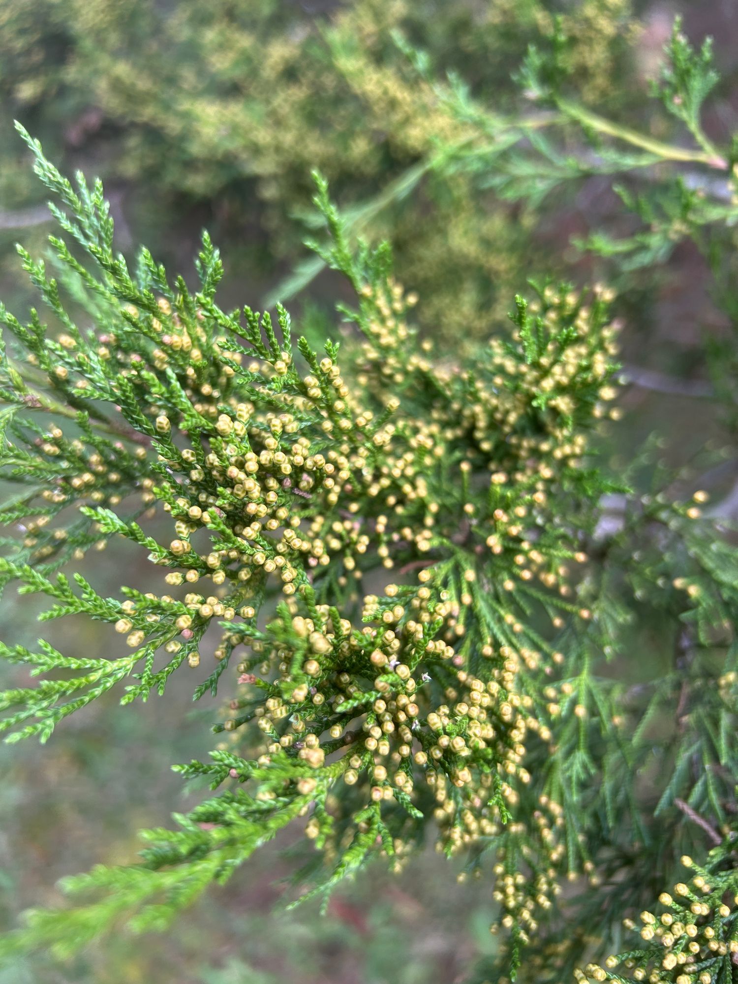 JUNIPERUS virginiana
