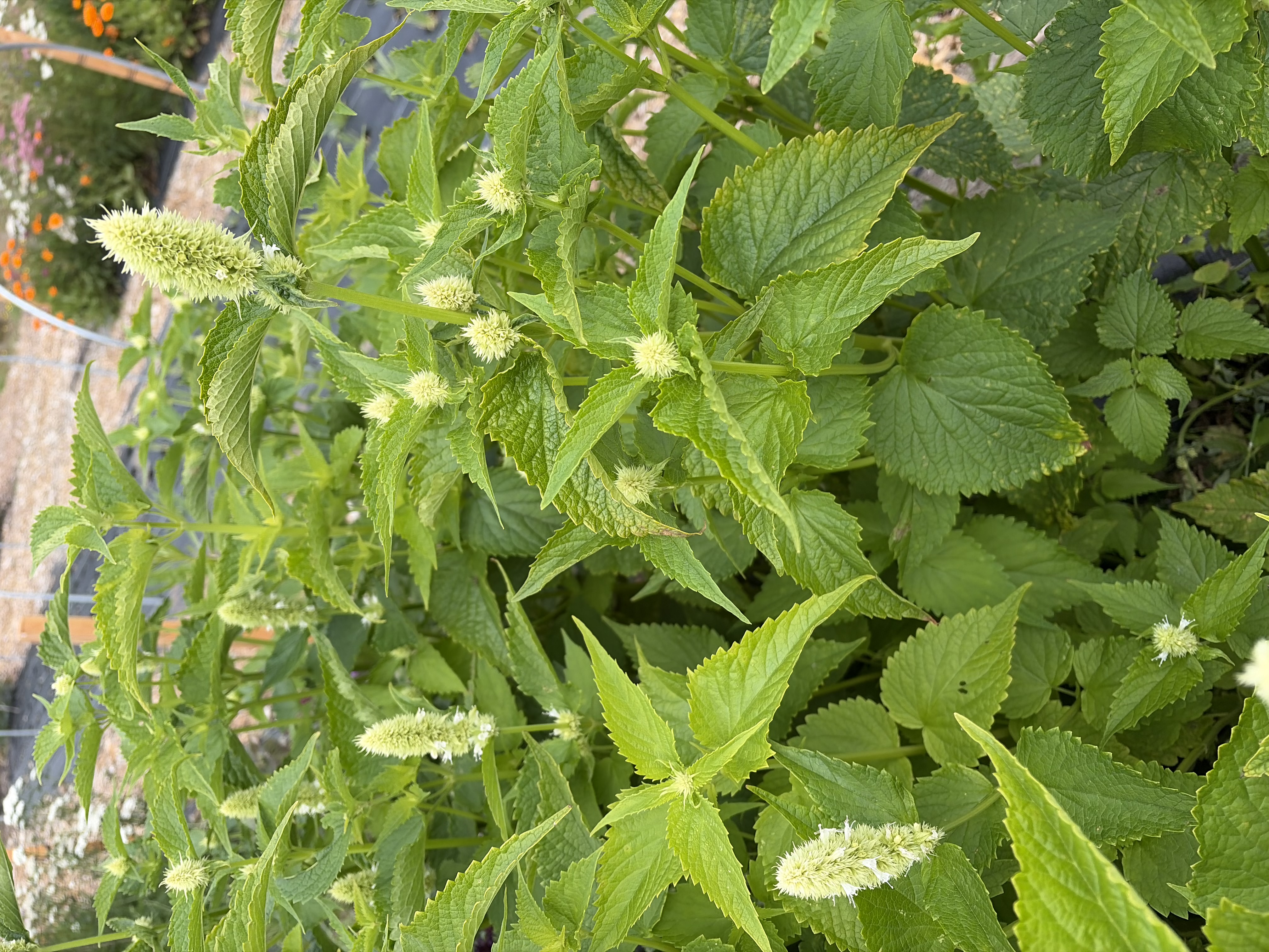AGASTACHE foeniculum Golden Jubilee
