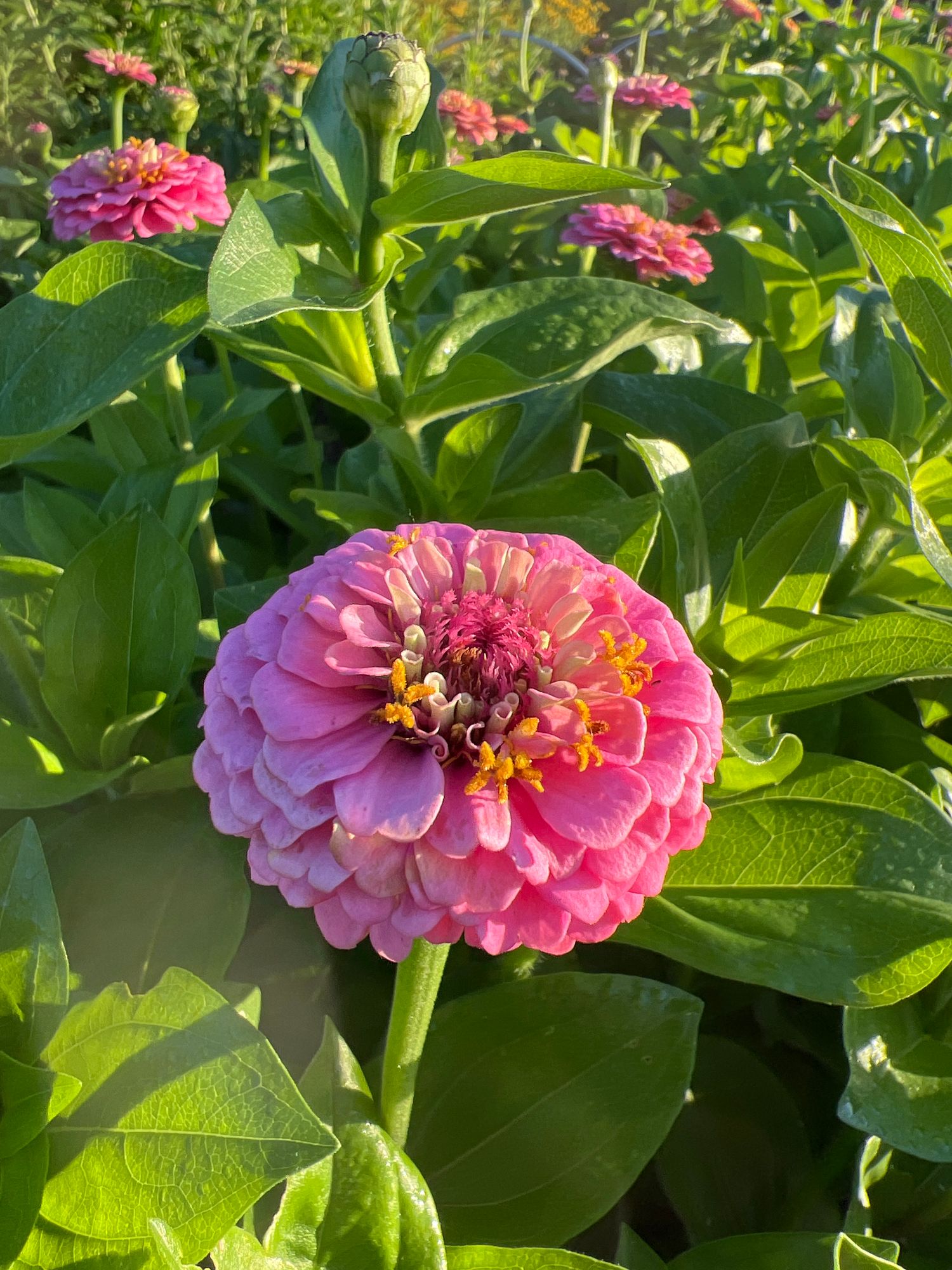 ZINNIA elegans Oklahoma Series