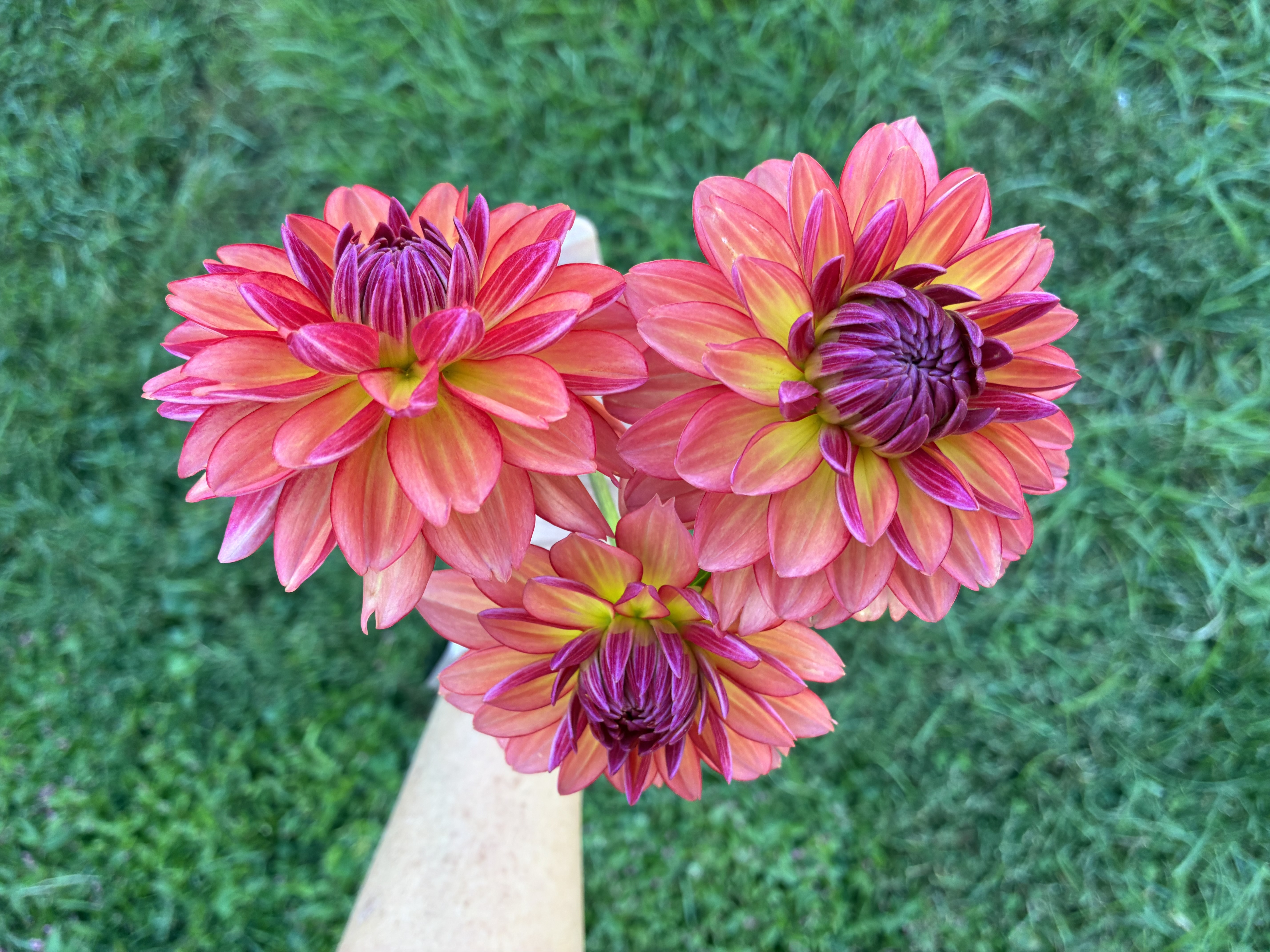 DAHLIA Karma Caroline