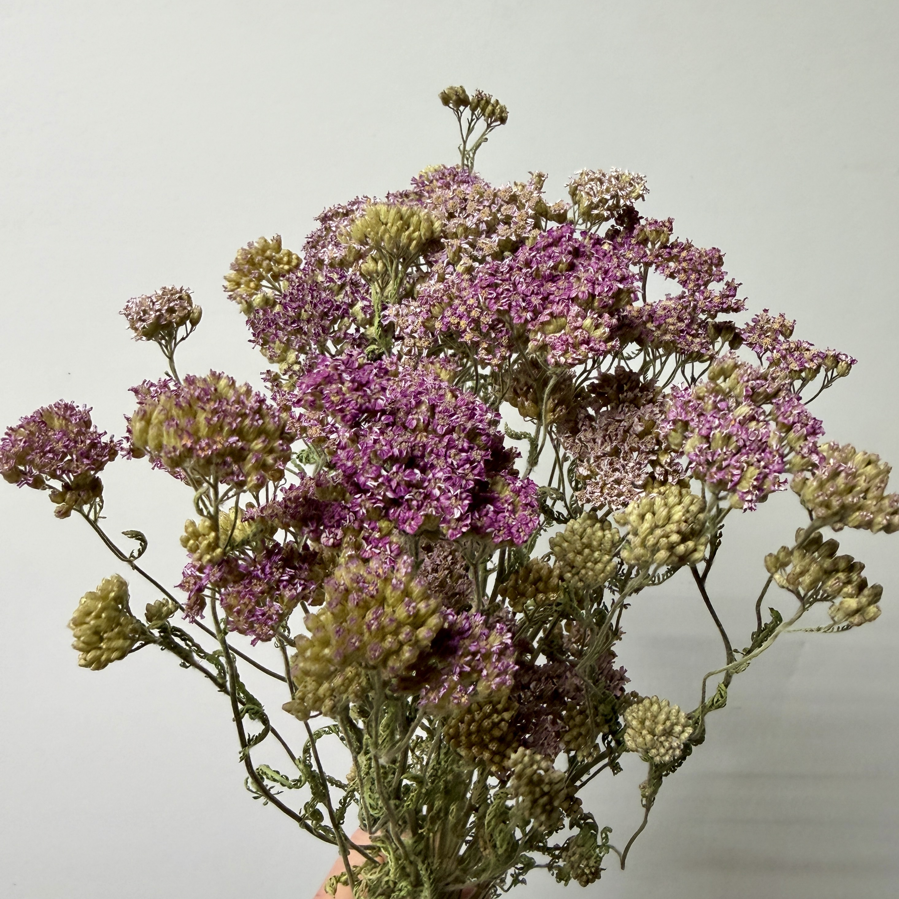 ACHILLEA millefolium