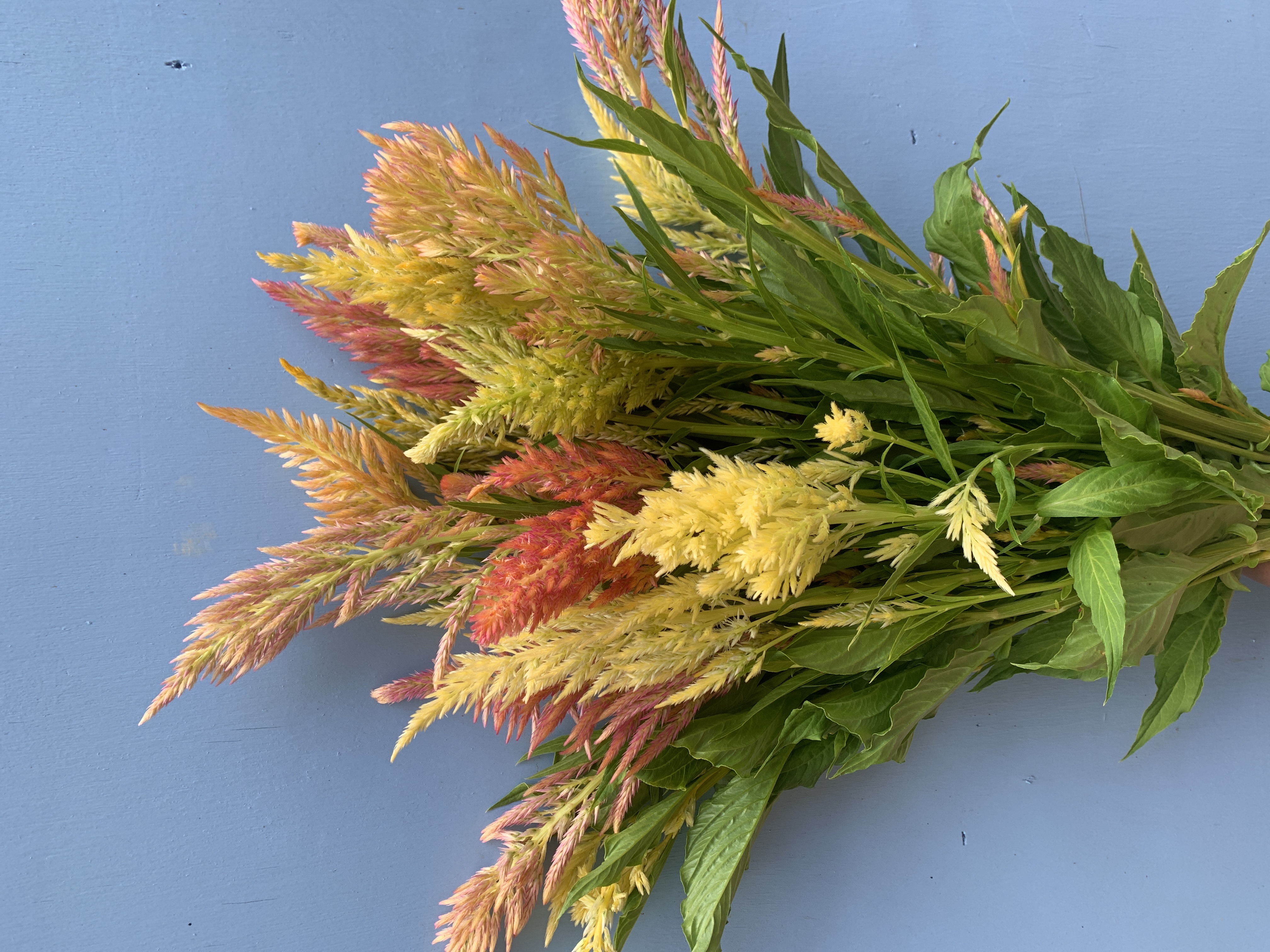 CELOSIA argentea var. spicata Shimmer