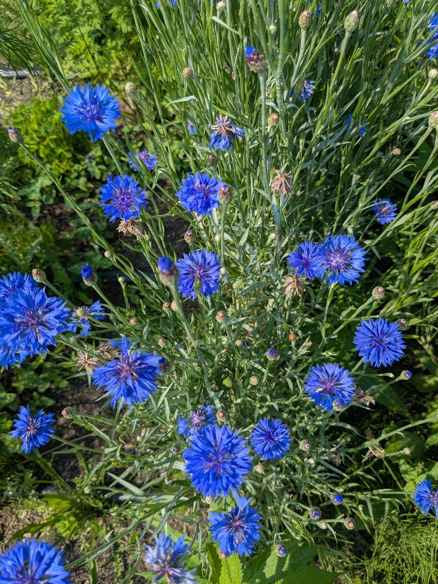 CENTAUREA cyanus Blue Boy