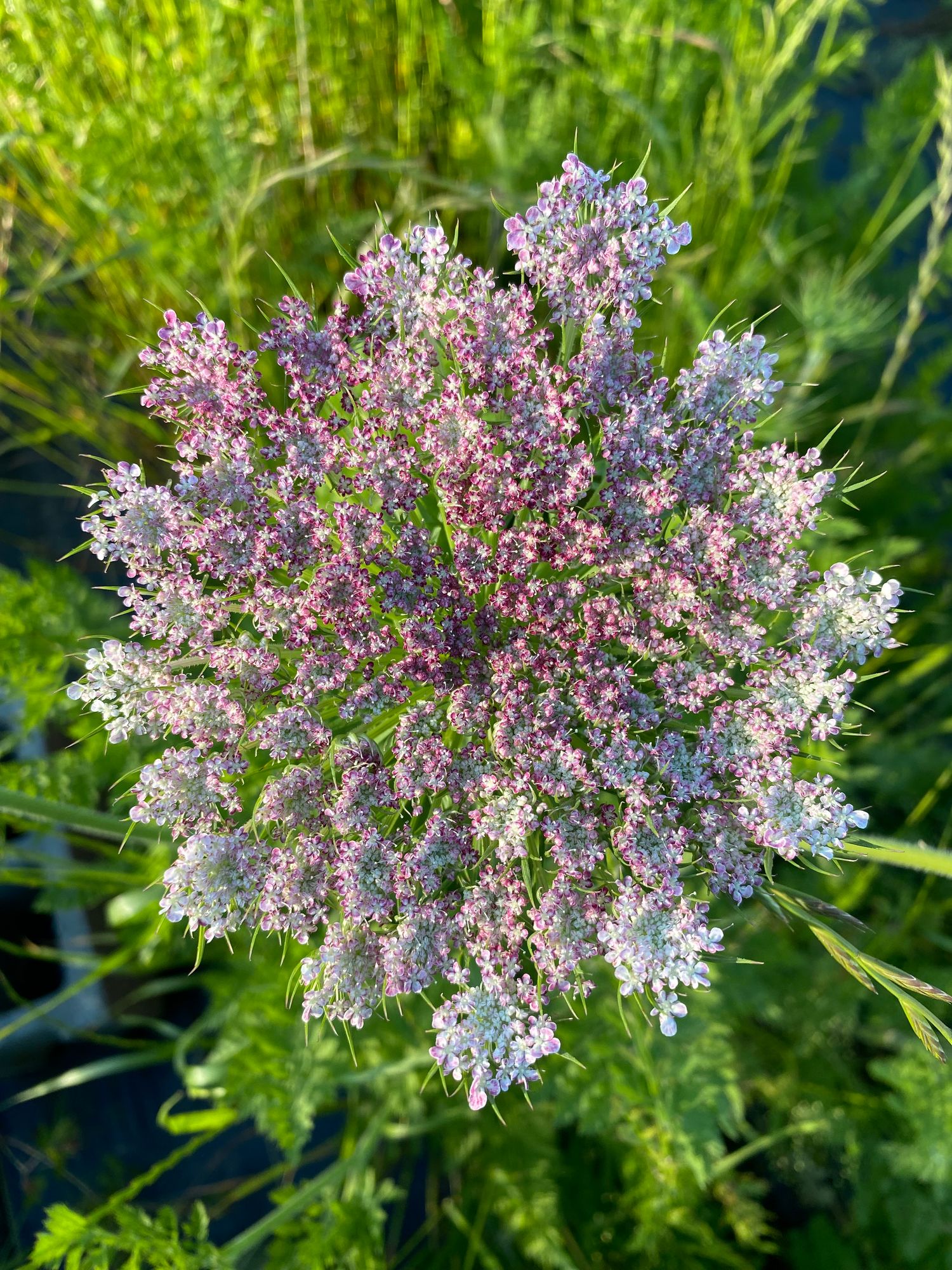 DAUCUS carota