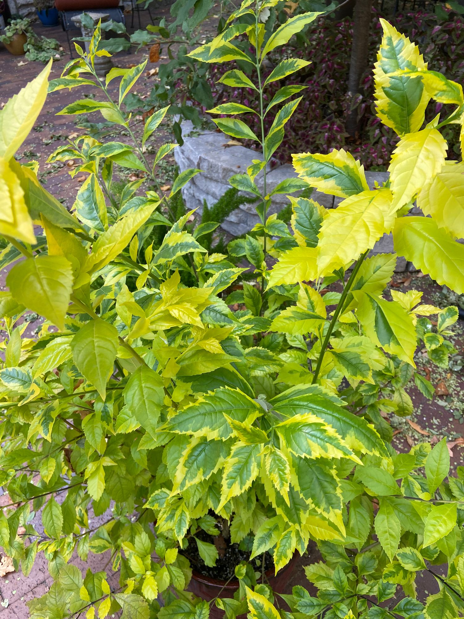 DURANTA erecta Gold Edge