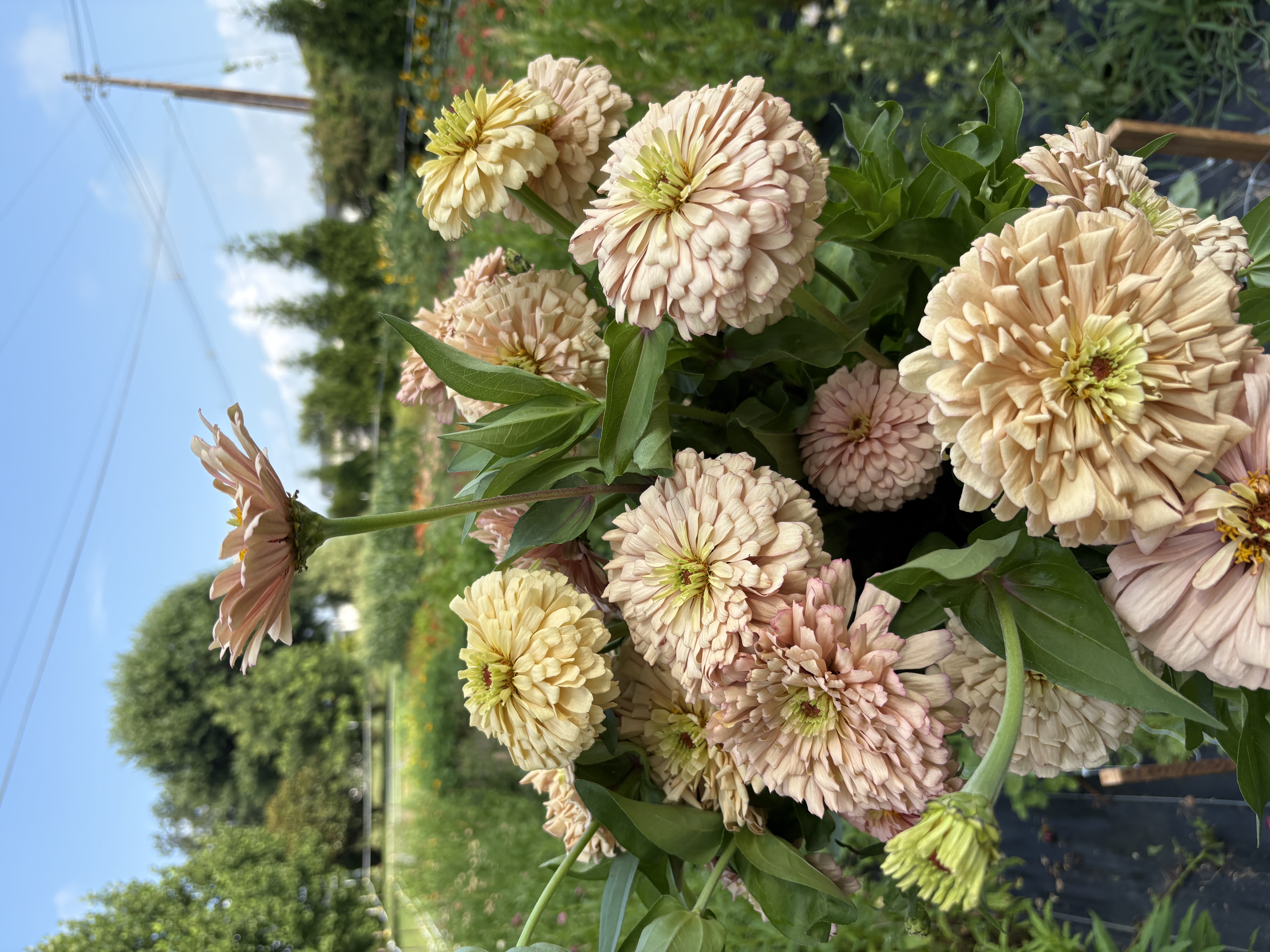 ZINNIA elegans Linen