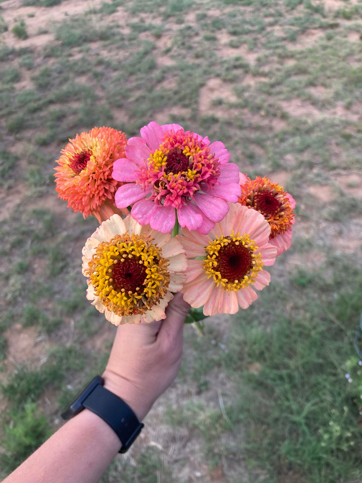 ZINNIA elegans Zinderella Peach