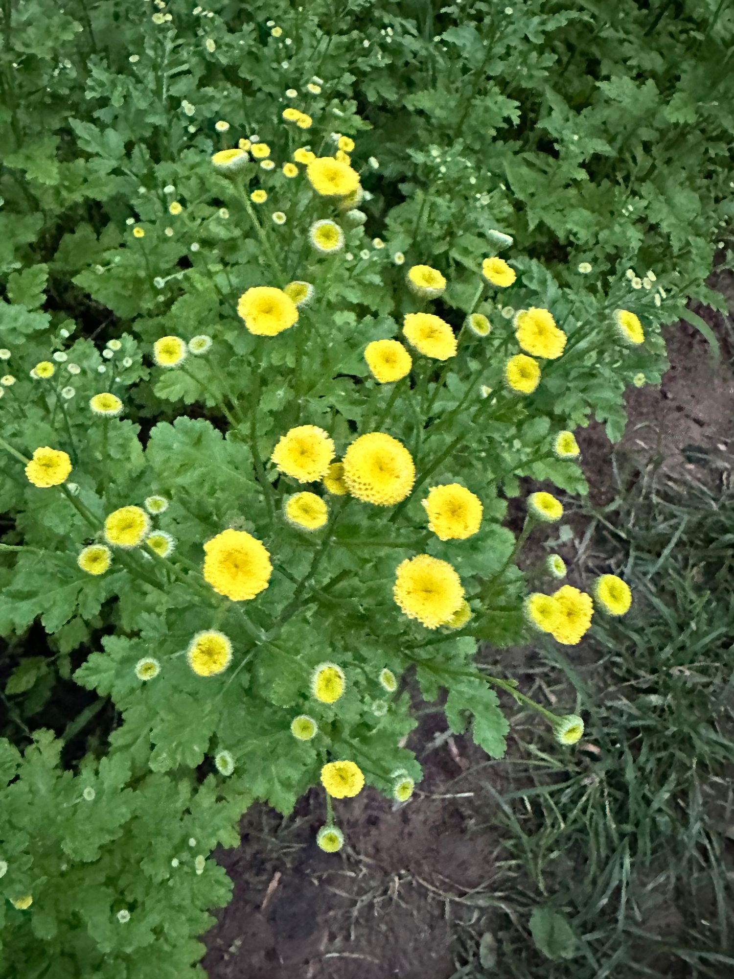 TANACETUM parthenium Vegmo Sunny Ball