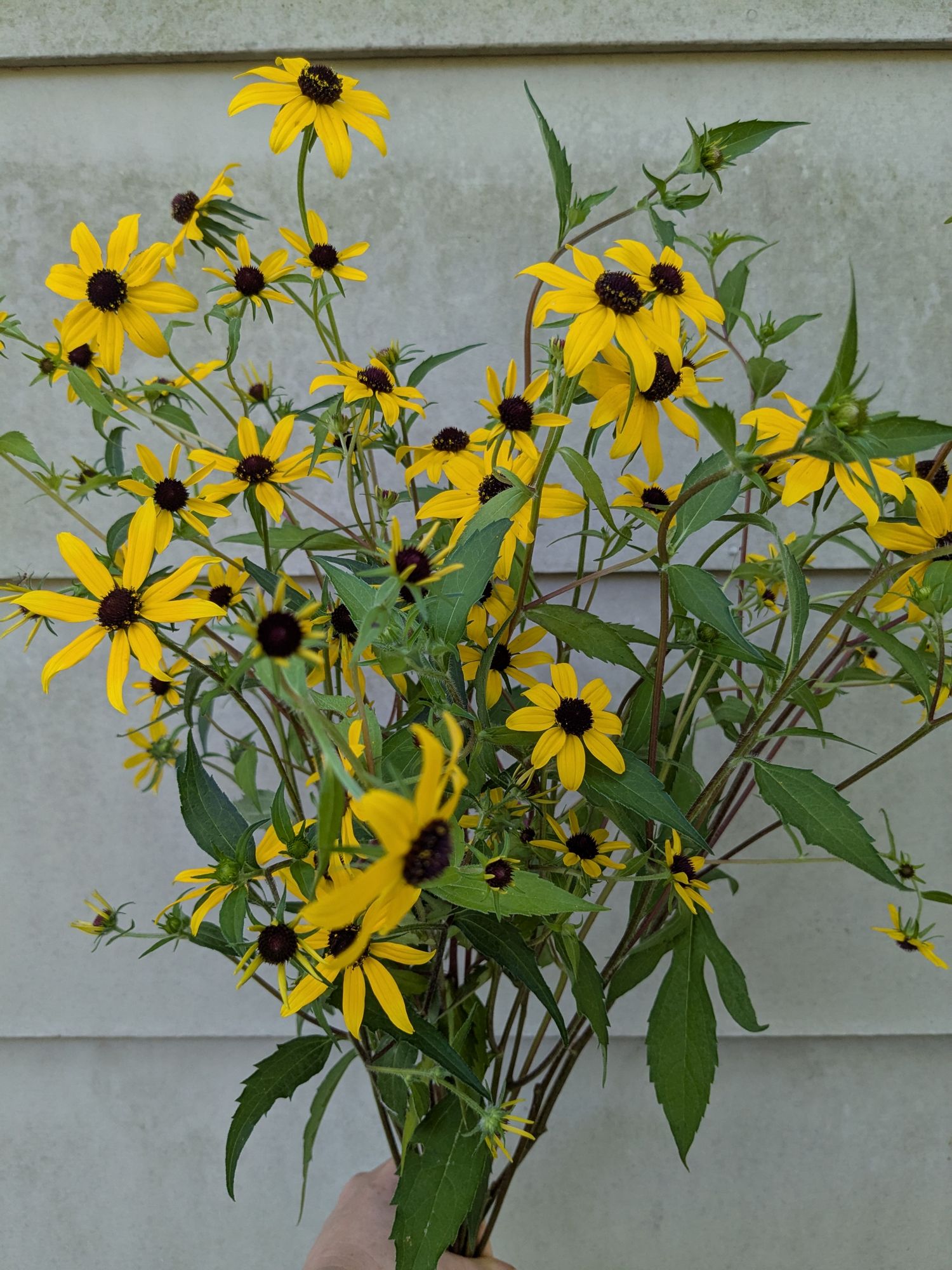 RUDBECKIA triloba