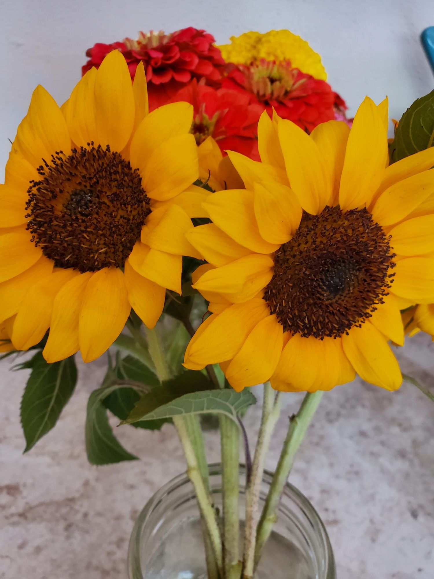 HELIANTHUS annuus ProCut Orange