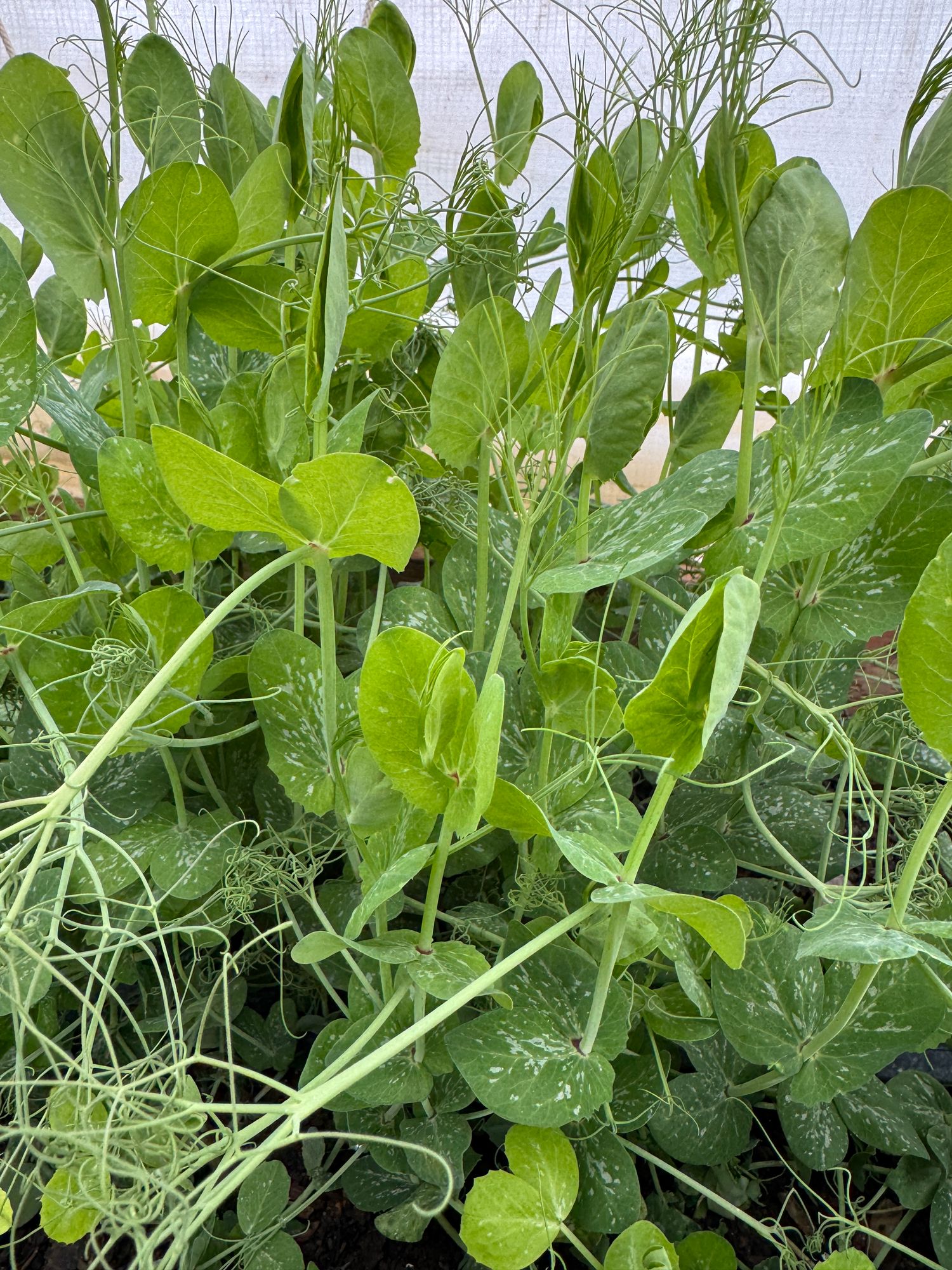 LATHYRUS odoratus