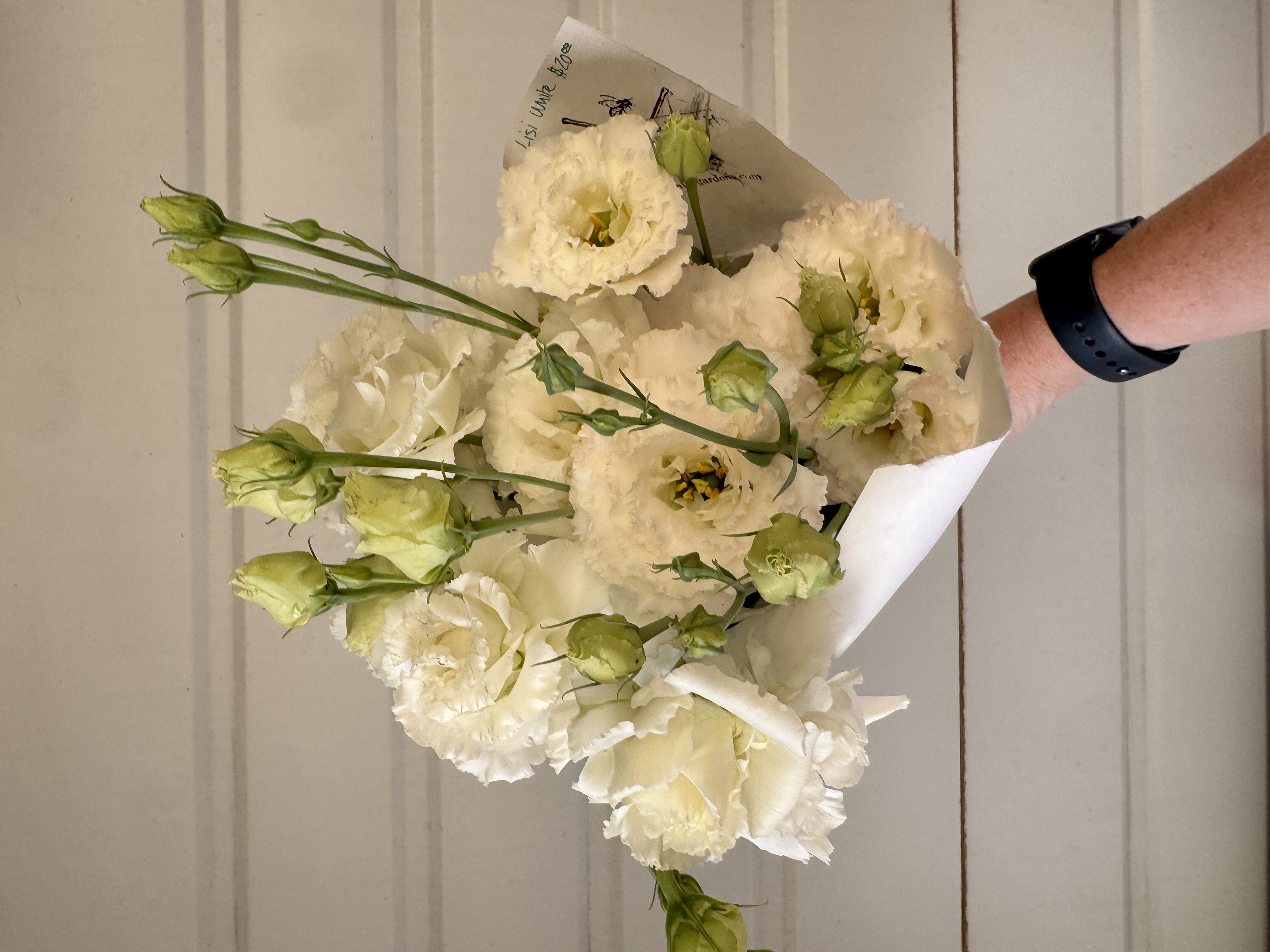 EUSTOMA grandiflorum Macheriena White