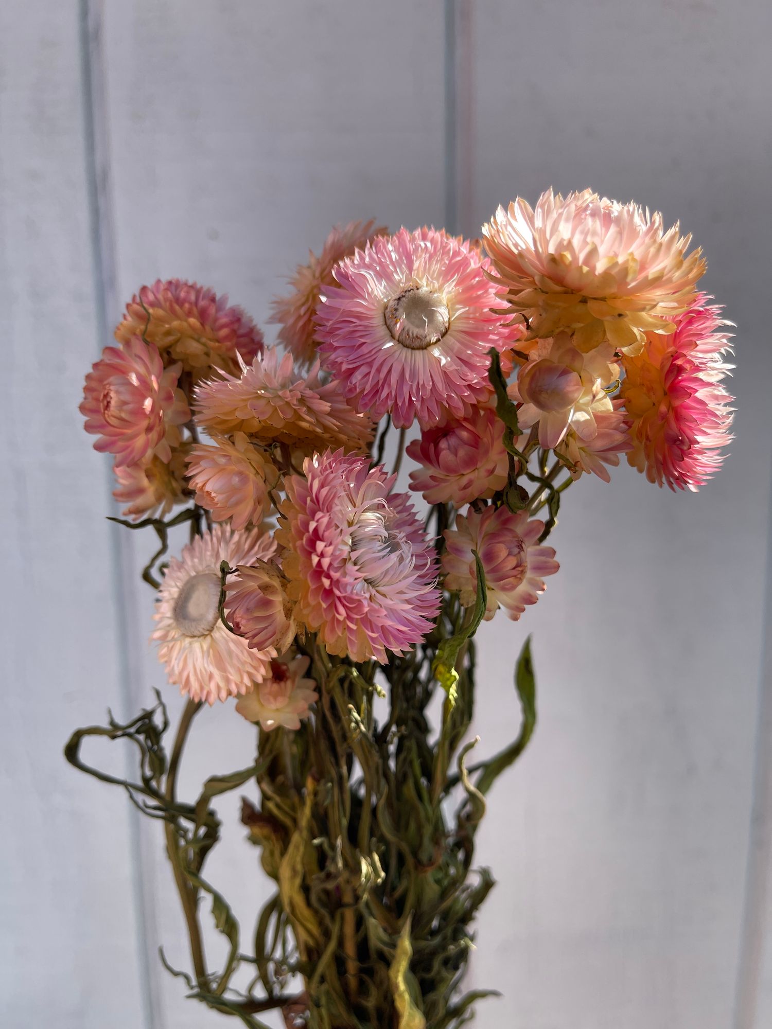 XEROCHRYSUM bracteatum Silvery Rose