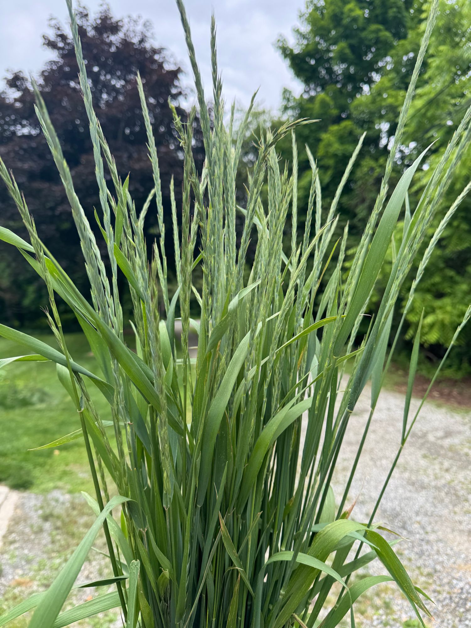 ELYMUS arenarius