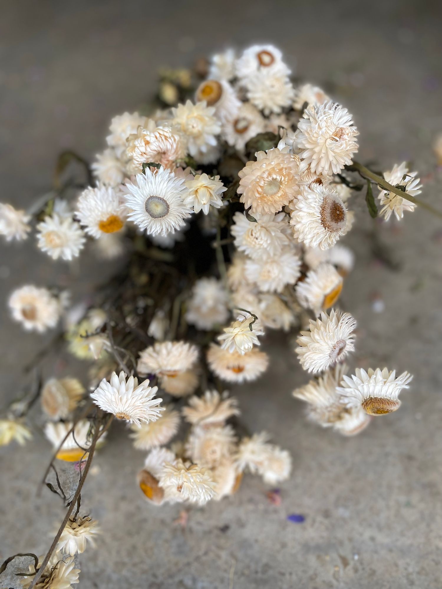XEROCHRYSUM bracteatum Vintage White