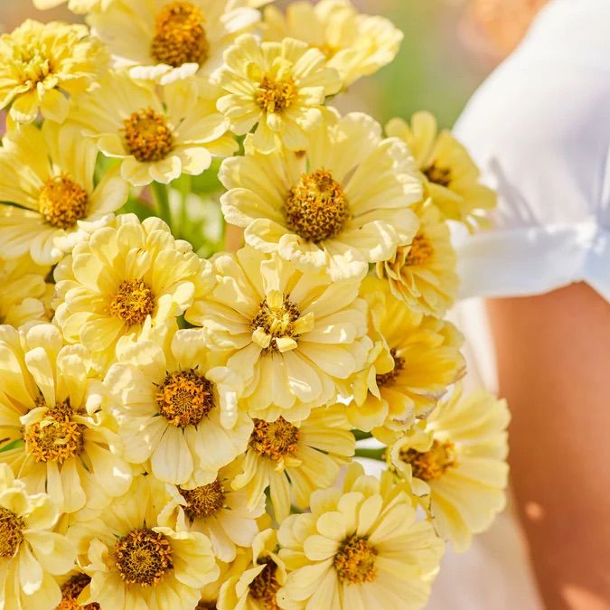 ZINNIA elegans Isabellina