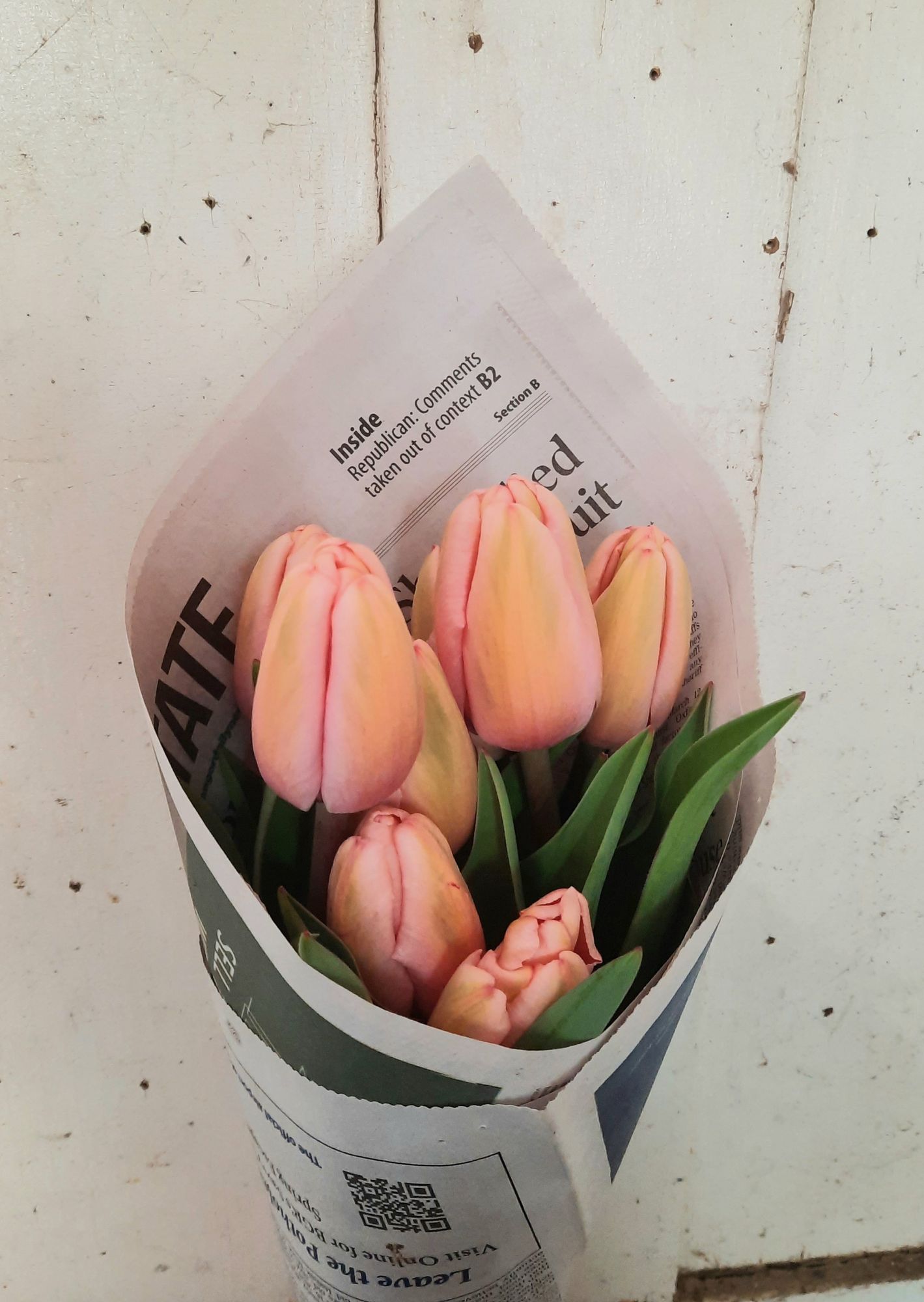 TULIPA Salmon Impression