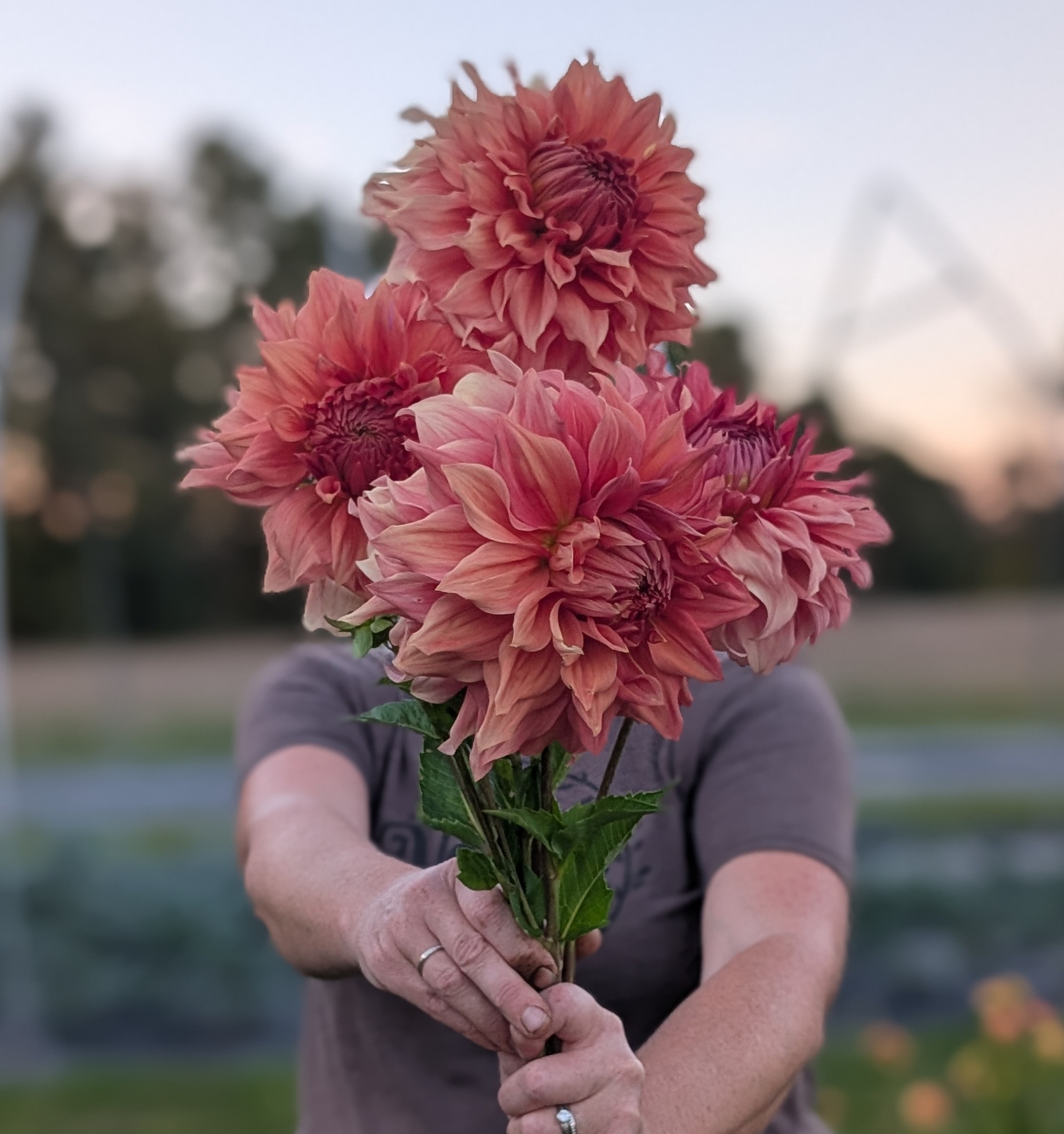 DAHLIA Sierra Glow