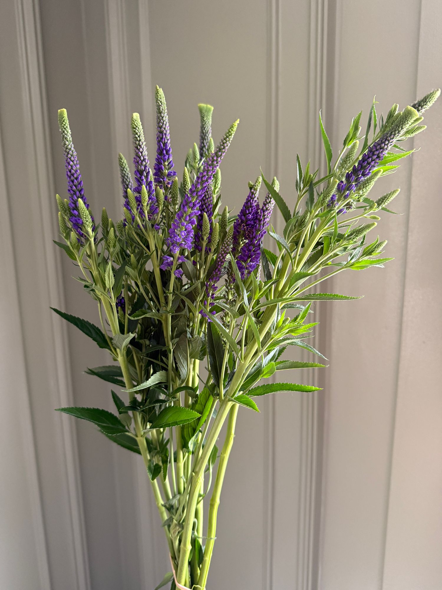 VERONICA longifolia Skyler