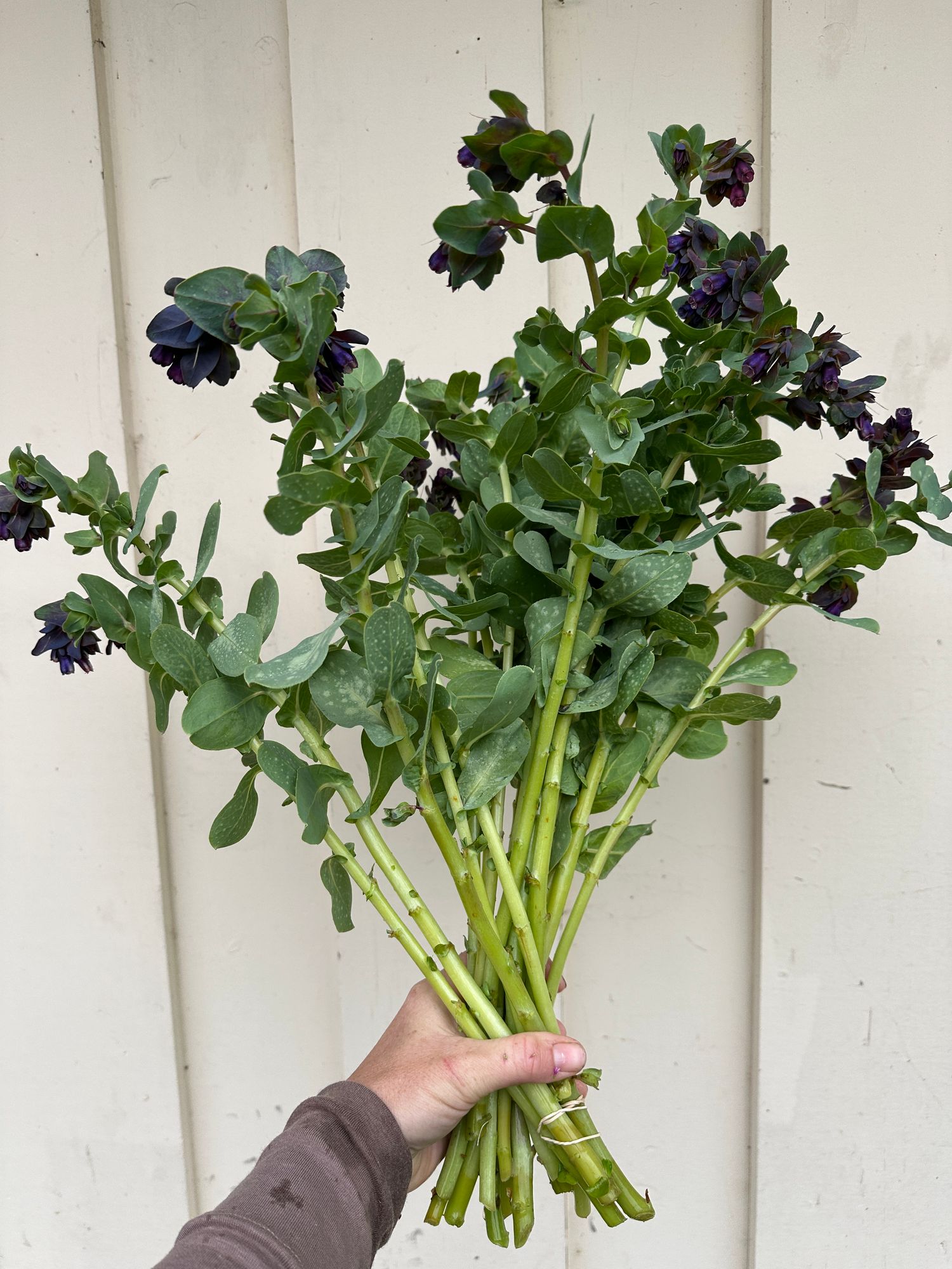 CERINTHE major Purpurascens