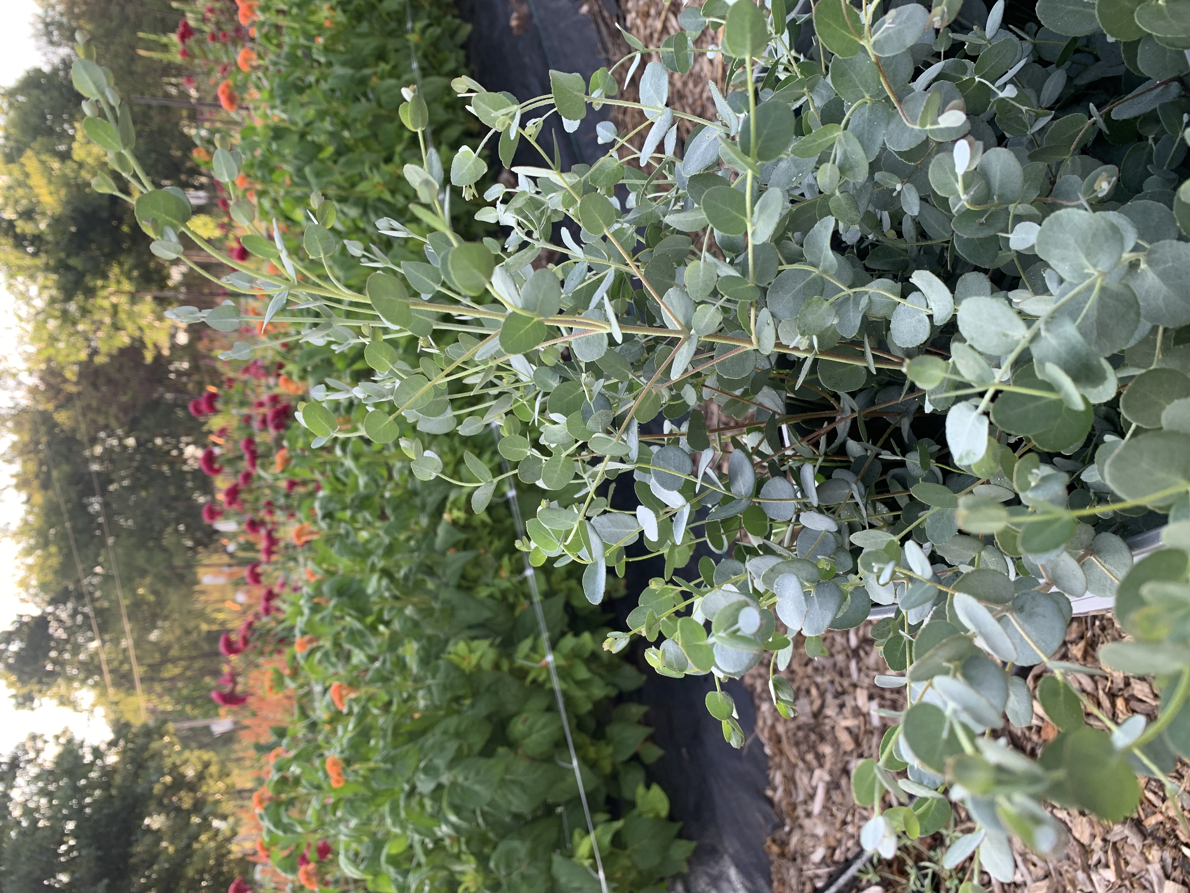 EUCALYPTUS gunnii Silver Drop