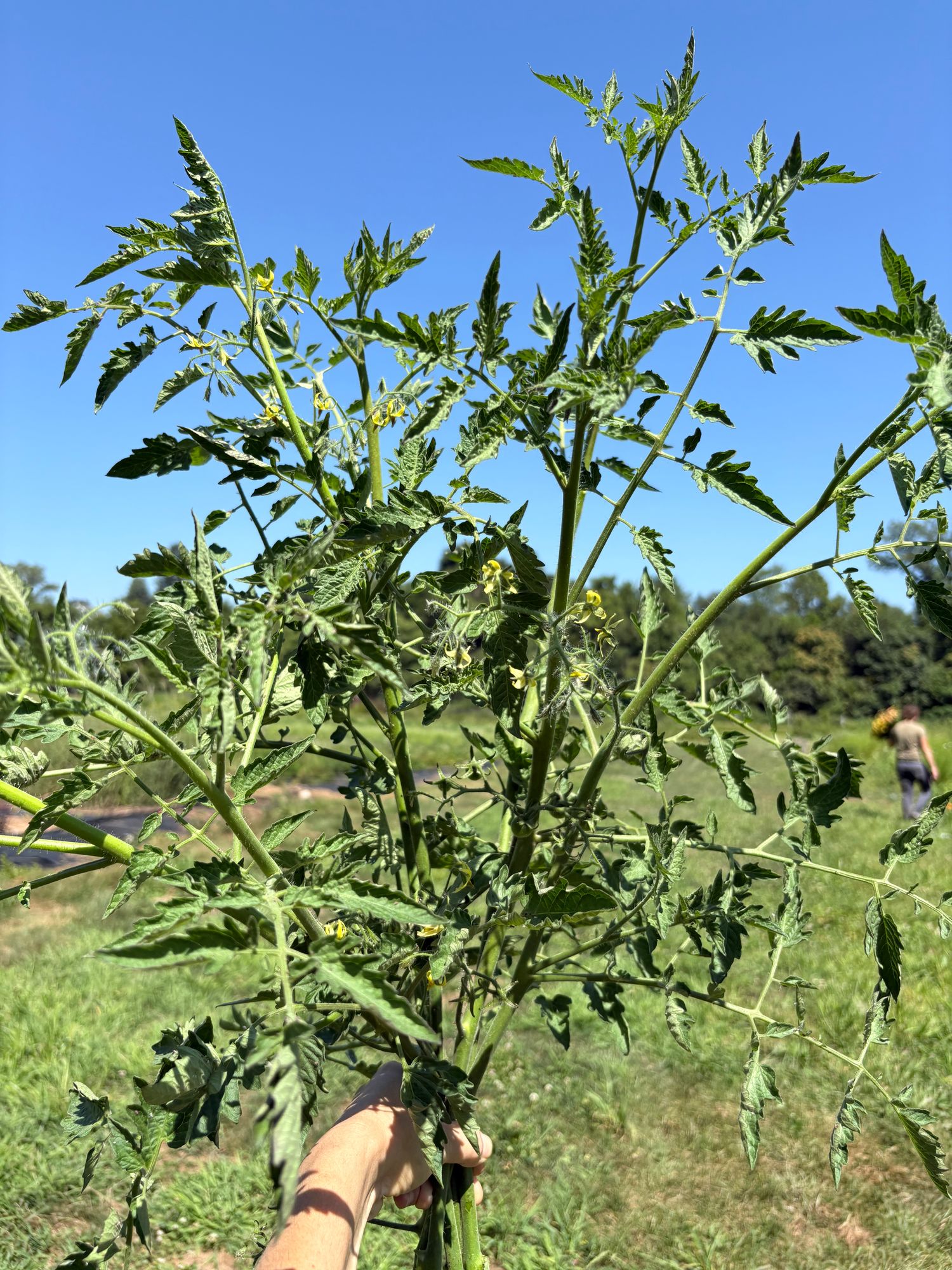 SOLANUM lycopersicum