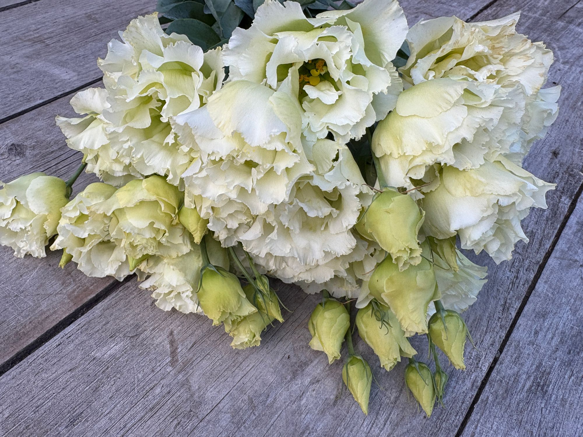 EUSTOMA grandiflorum Voyage Green