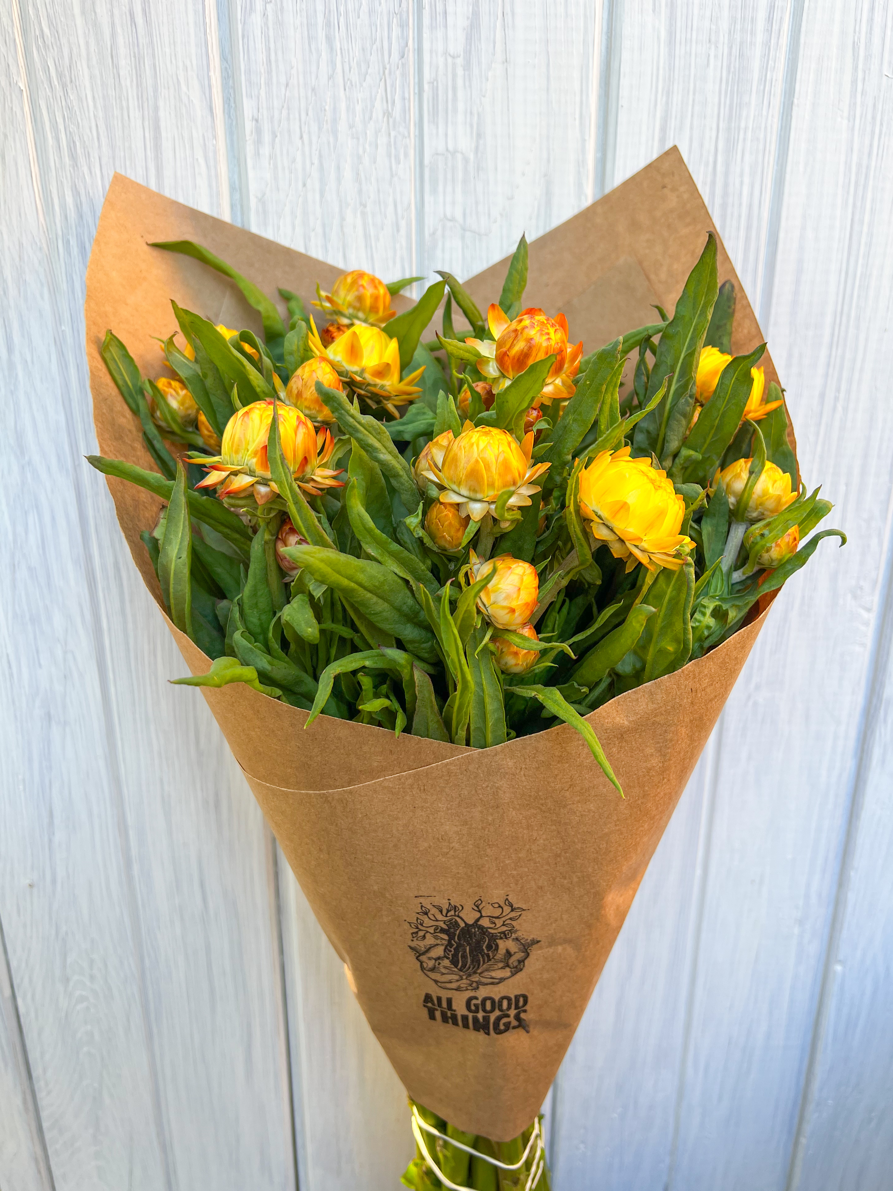 XEROCHRYSUM bracteatum King Size Gold