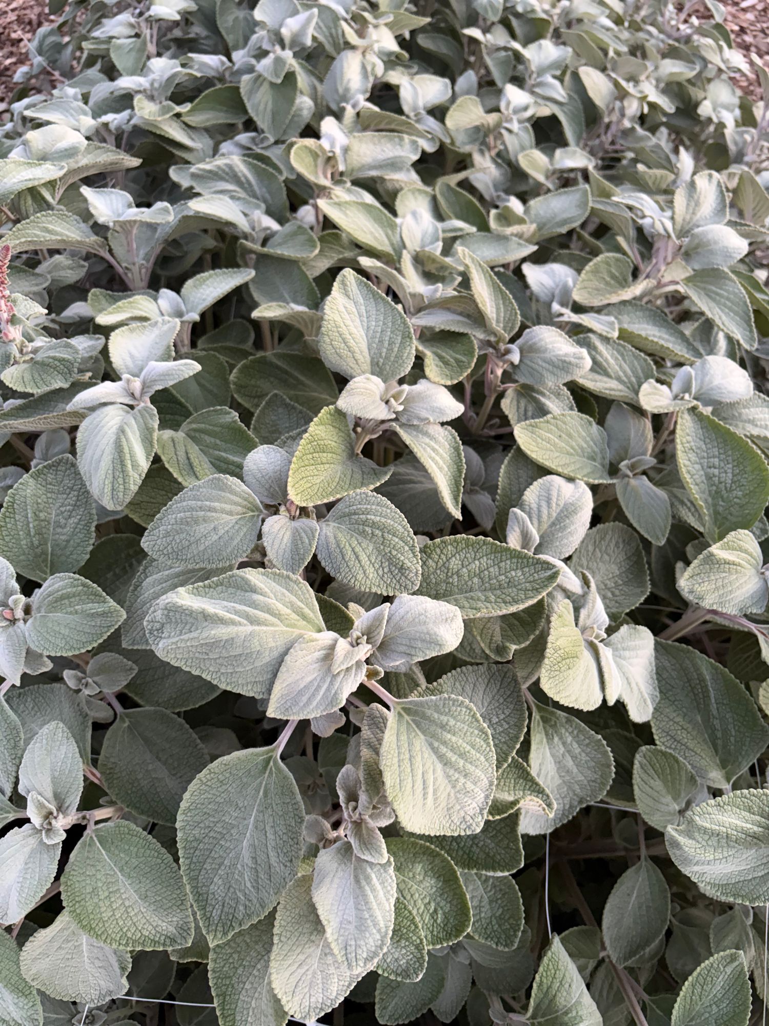 PLECTRANTHUS argentatus