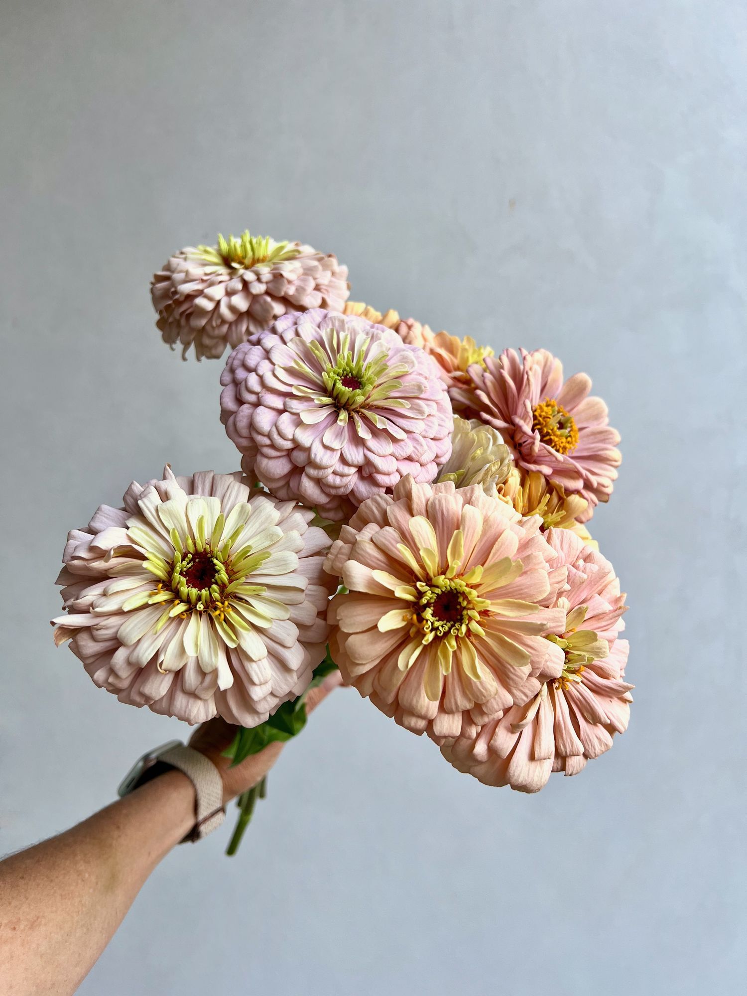 ZINNIA elegans Ballerina