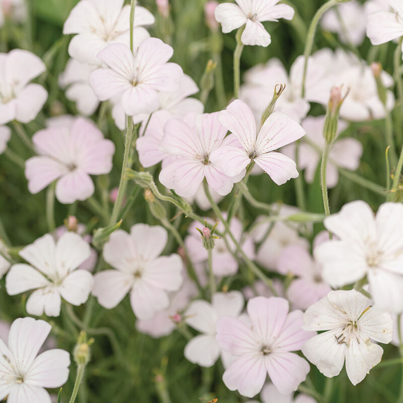 AGROSTEMMA githago Blossom Pearl