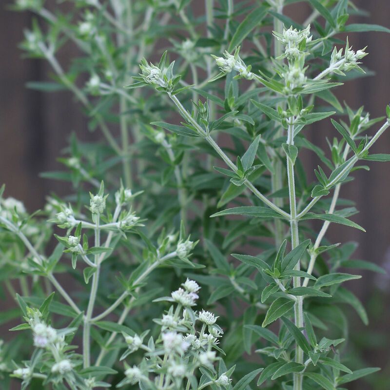 PYCNANTHEMUM pilosum