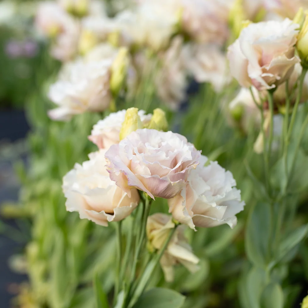 EUSTOMA grandiflorum Celeb Beige Neo