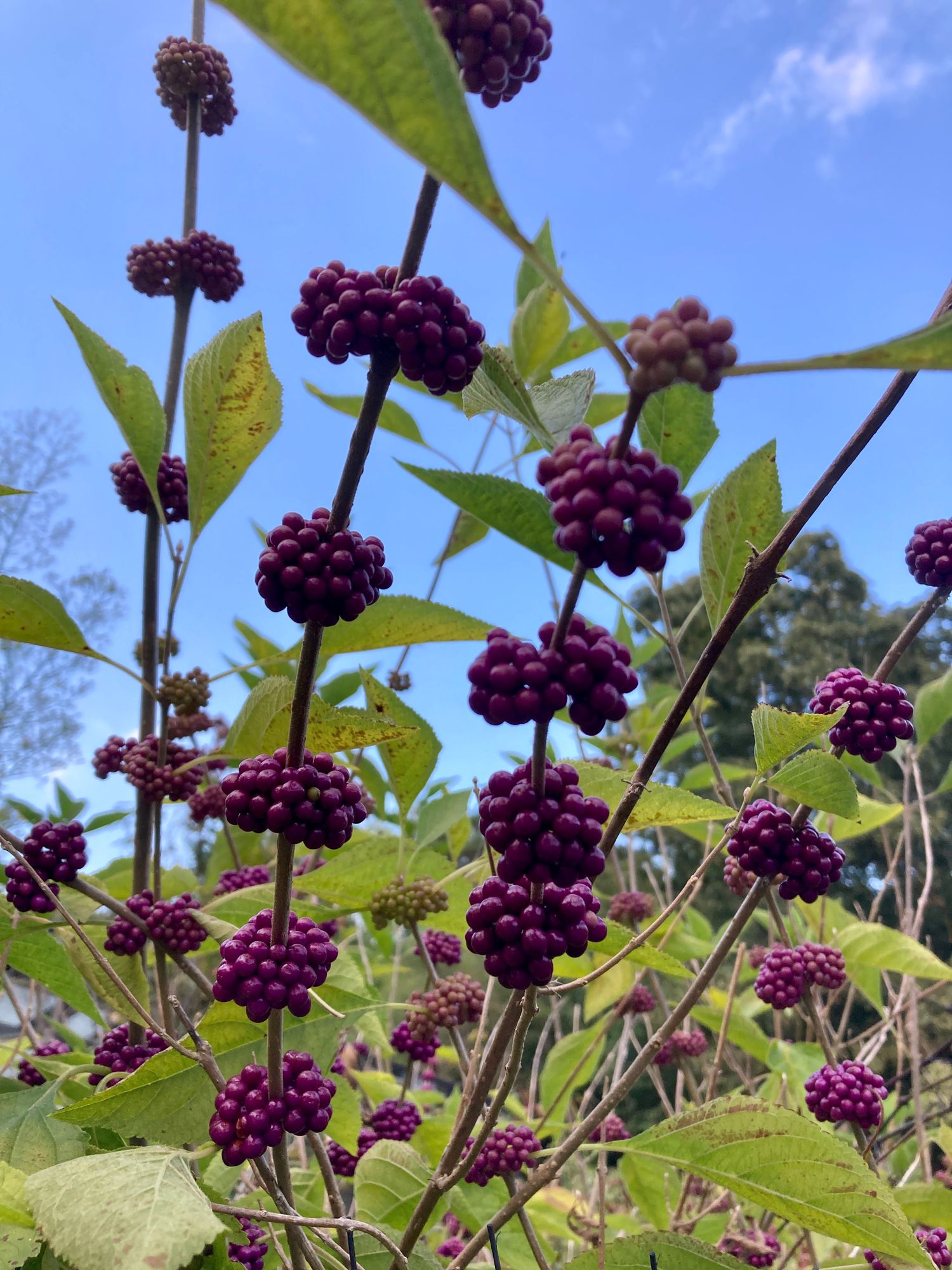 CALLICARPA dichotoma Early Amethyst