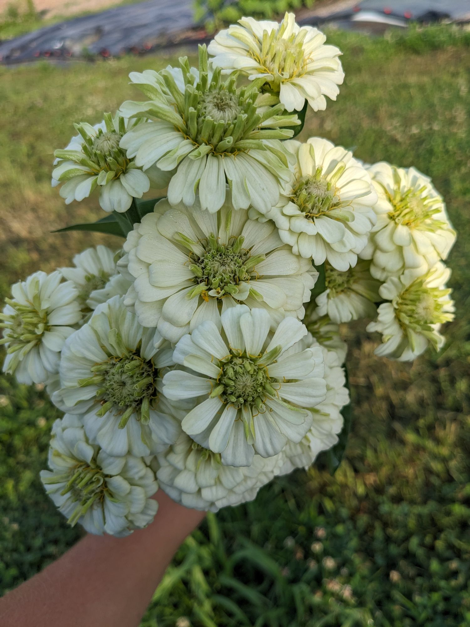 ZINNIA elegans Oklahoma Series