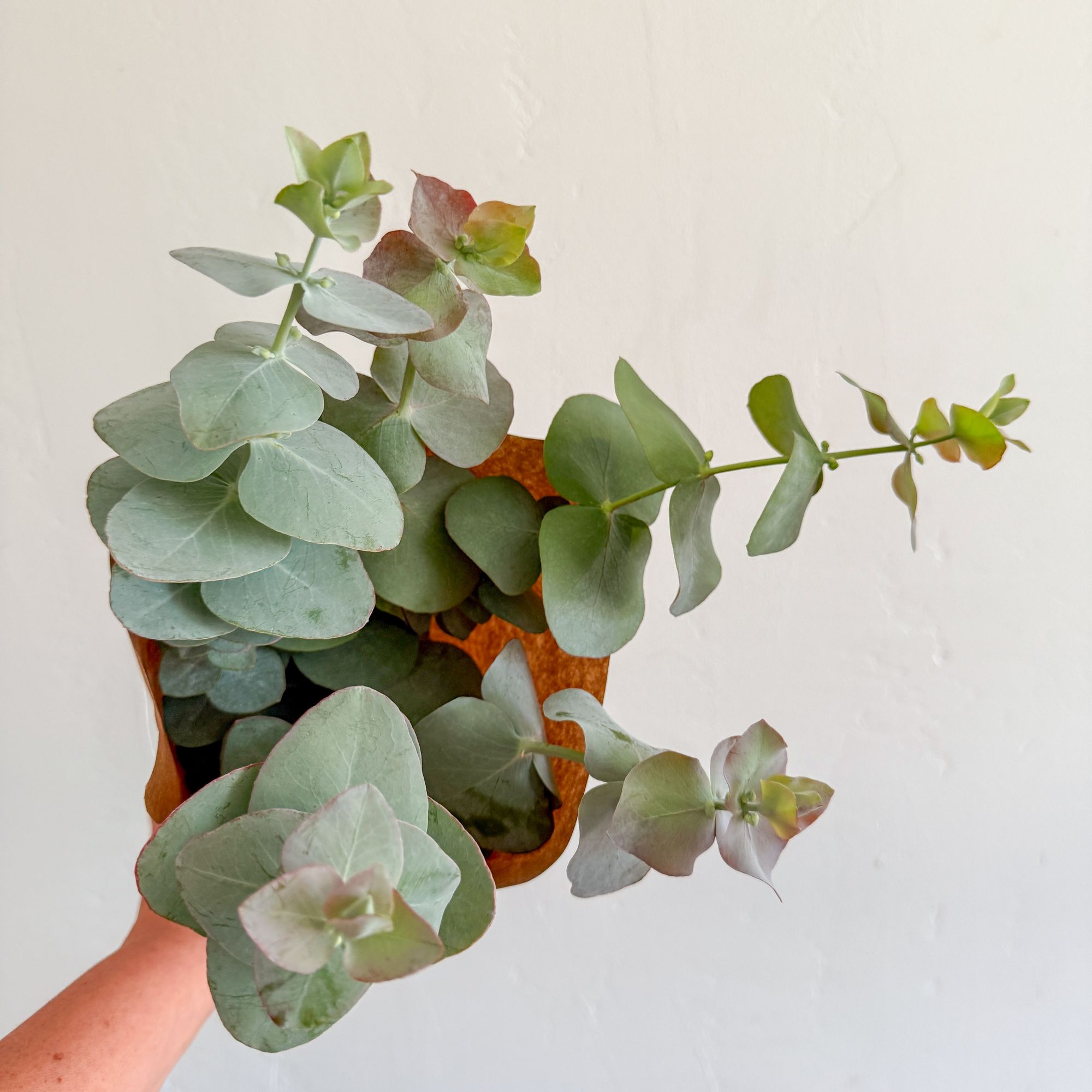 EUCALYPTUS cinerea