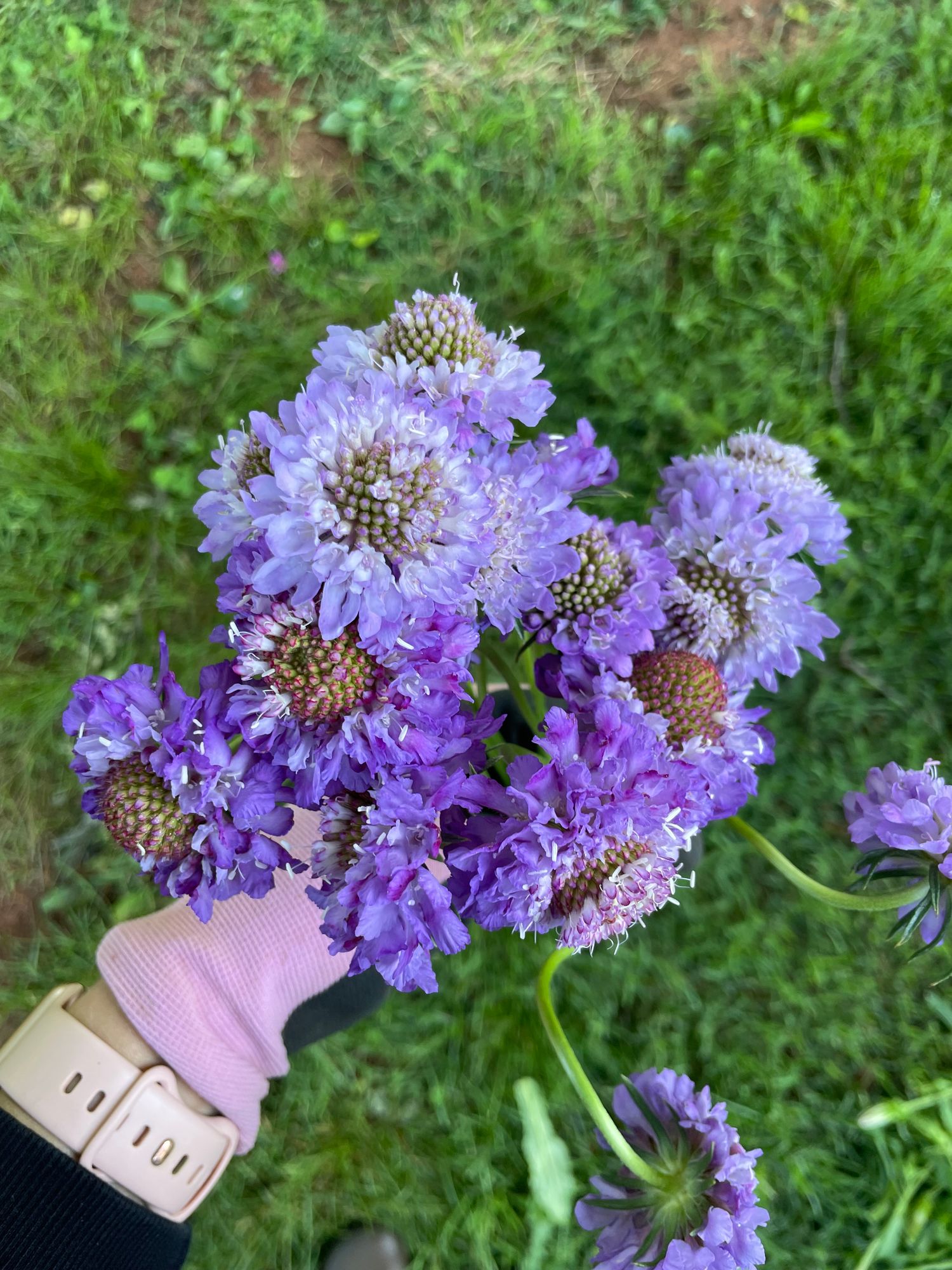 SCABIOSA atropurpurea Oxford Blue