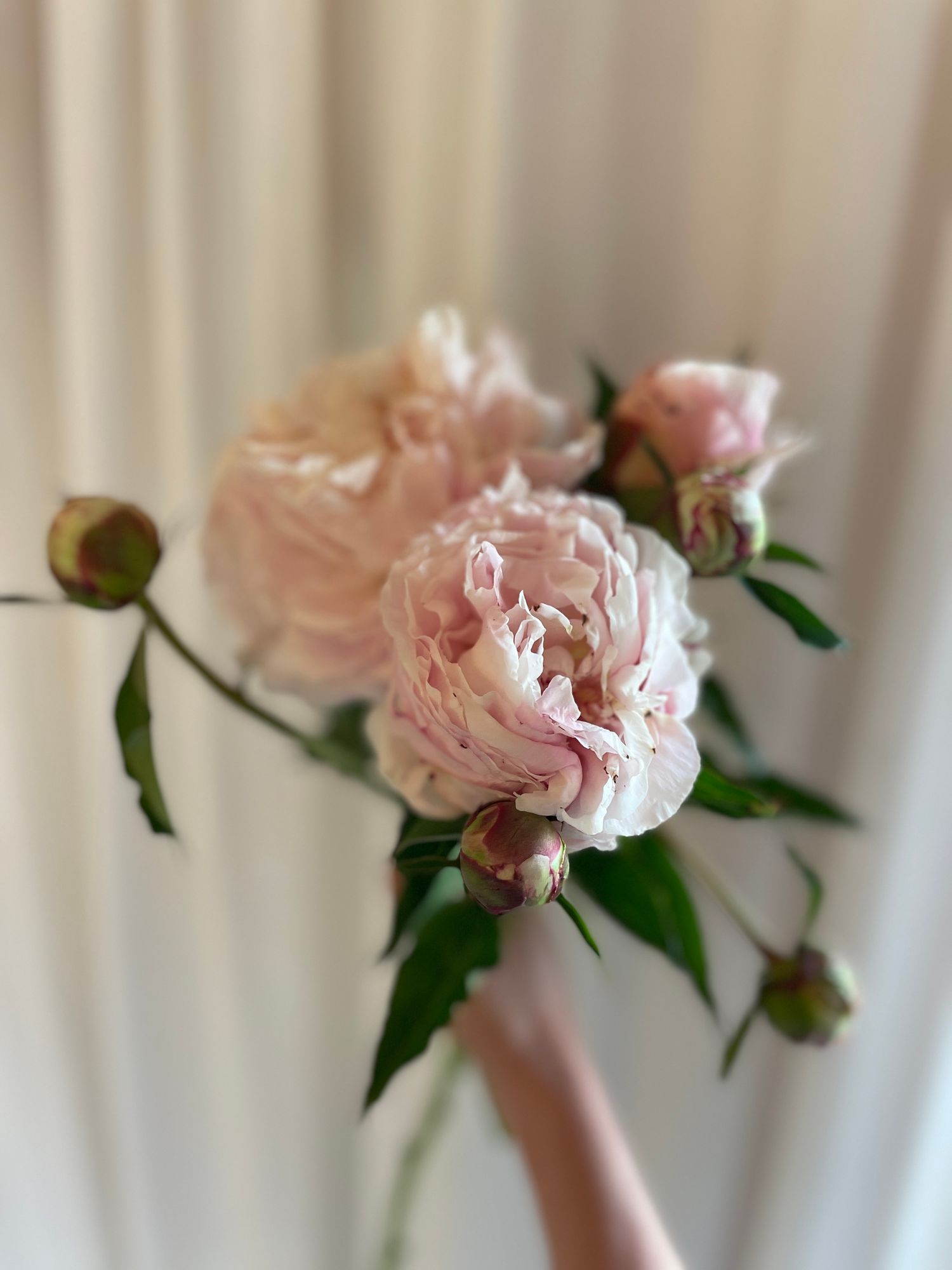 PAEONIA lactiflora Shirley Temple