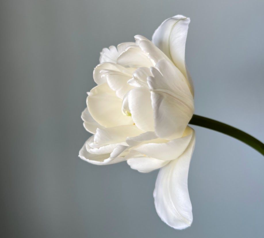 TULIPA White Heart