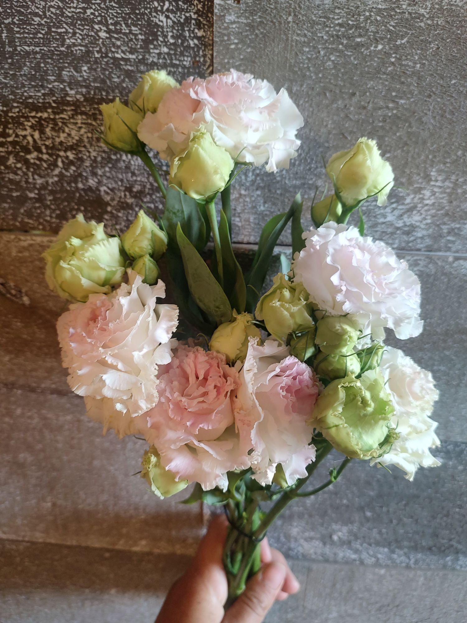 EUSTOMA grandiflorum