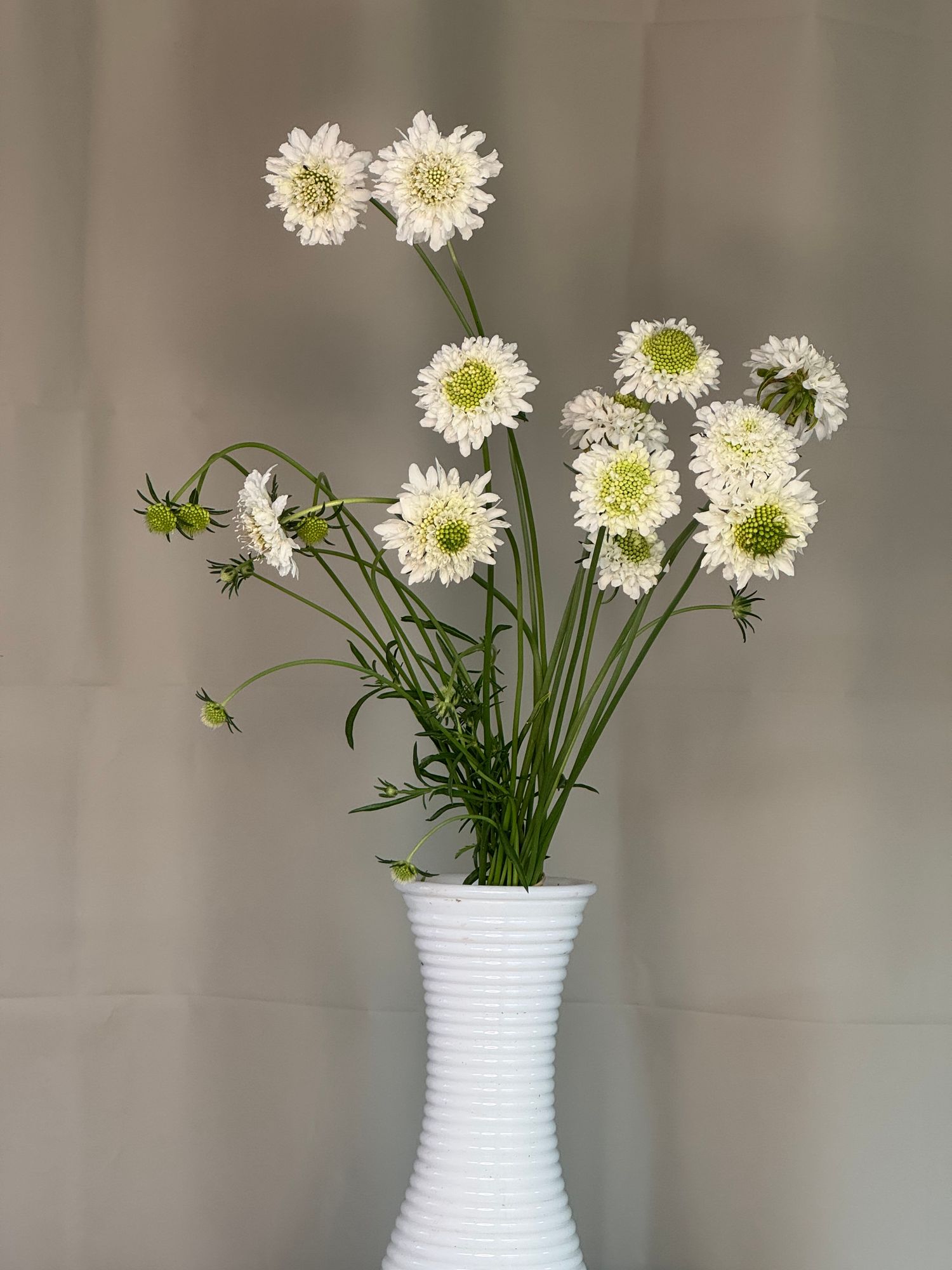 SCABIOSA atropurpurea Snowmaiden