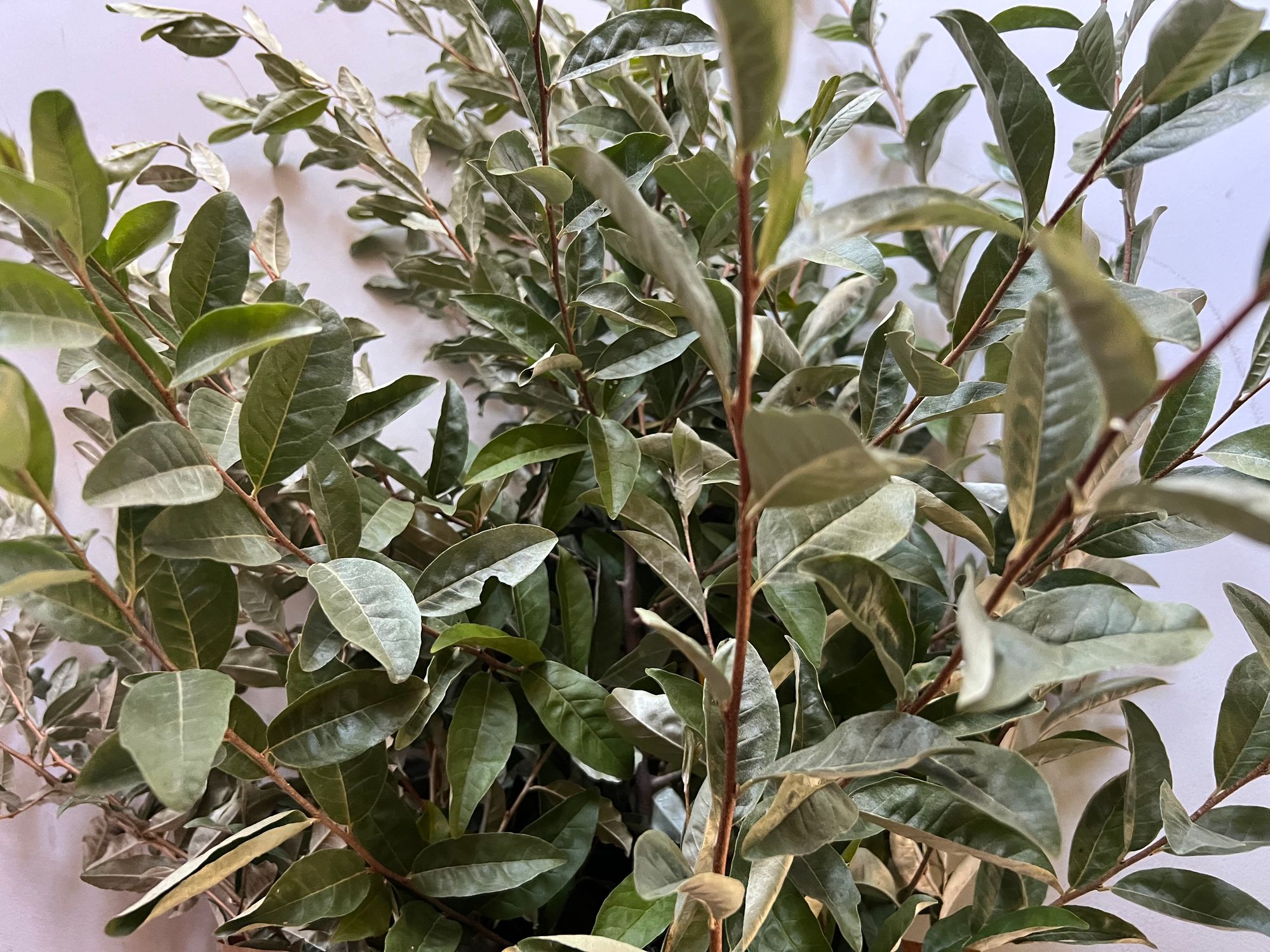 ELAEAGNUS umbellata