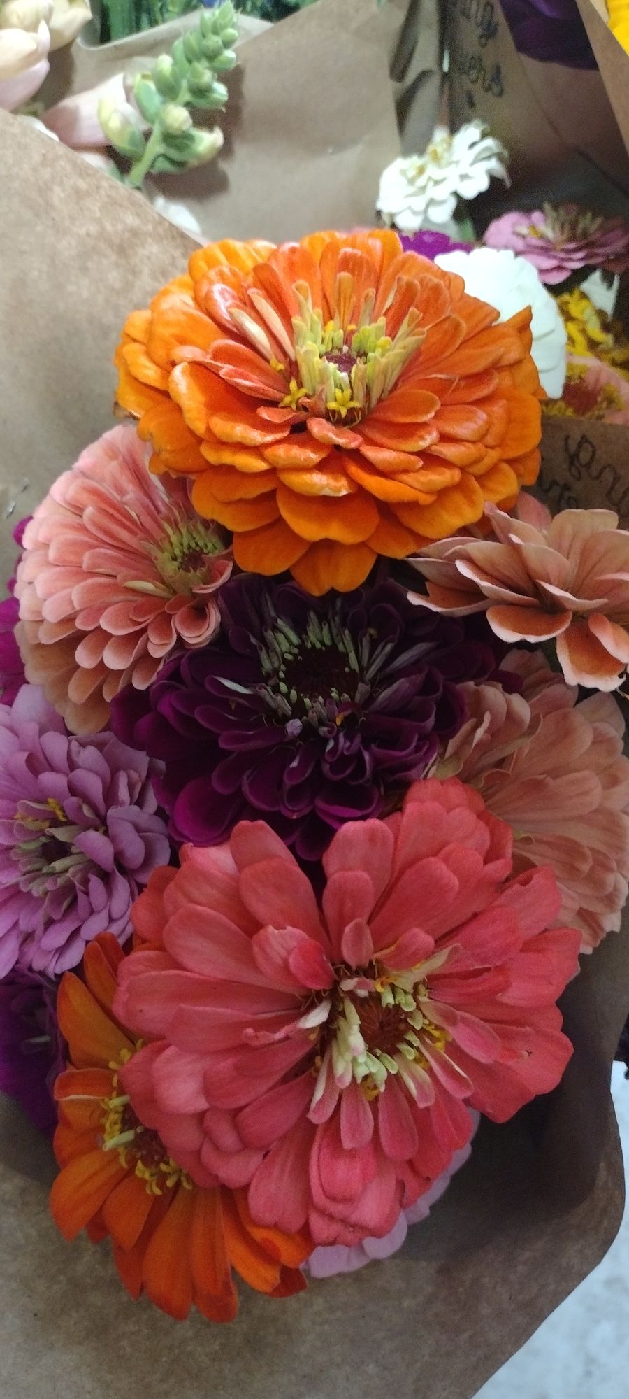 ZINNIA elegans Benarys Giant