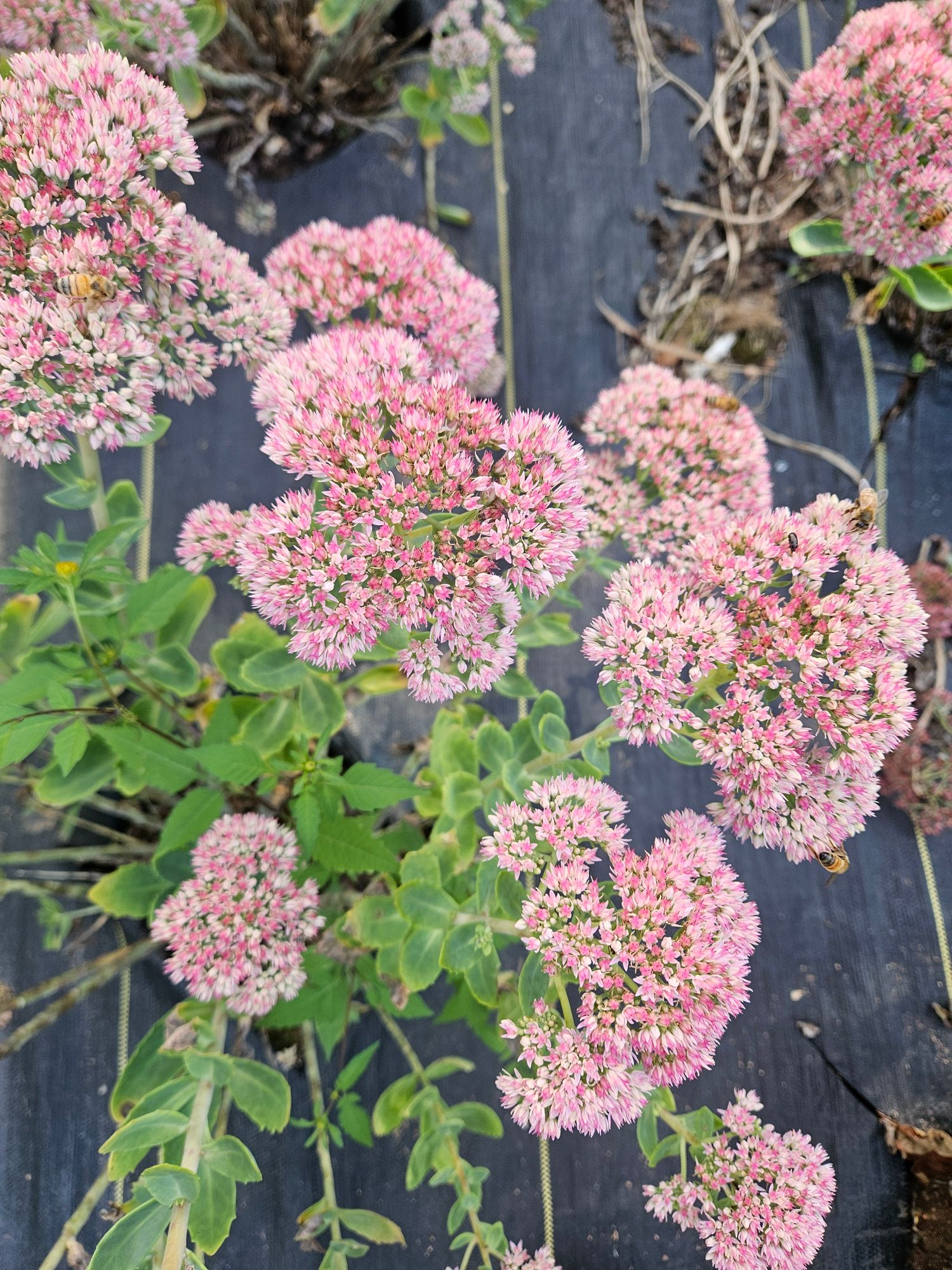 SEDUM