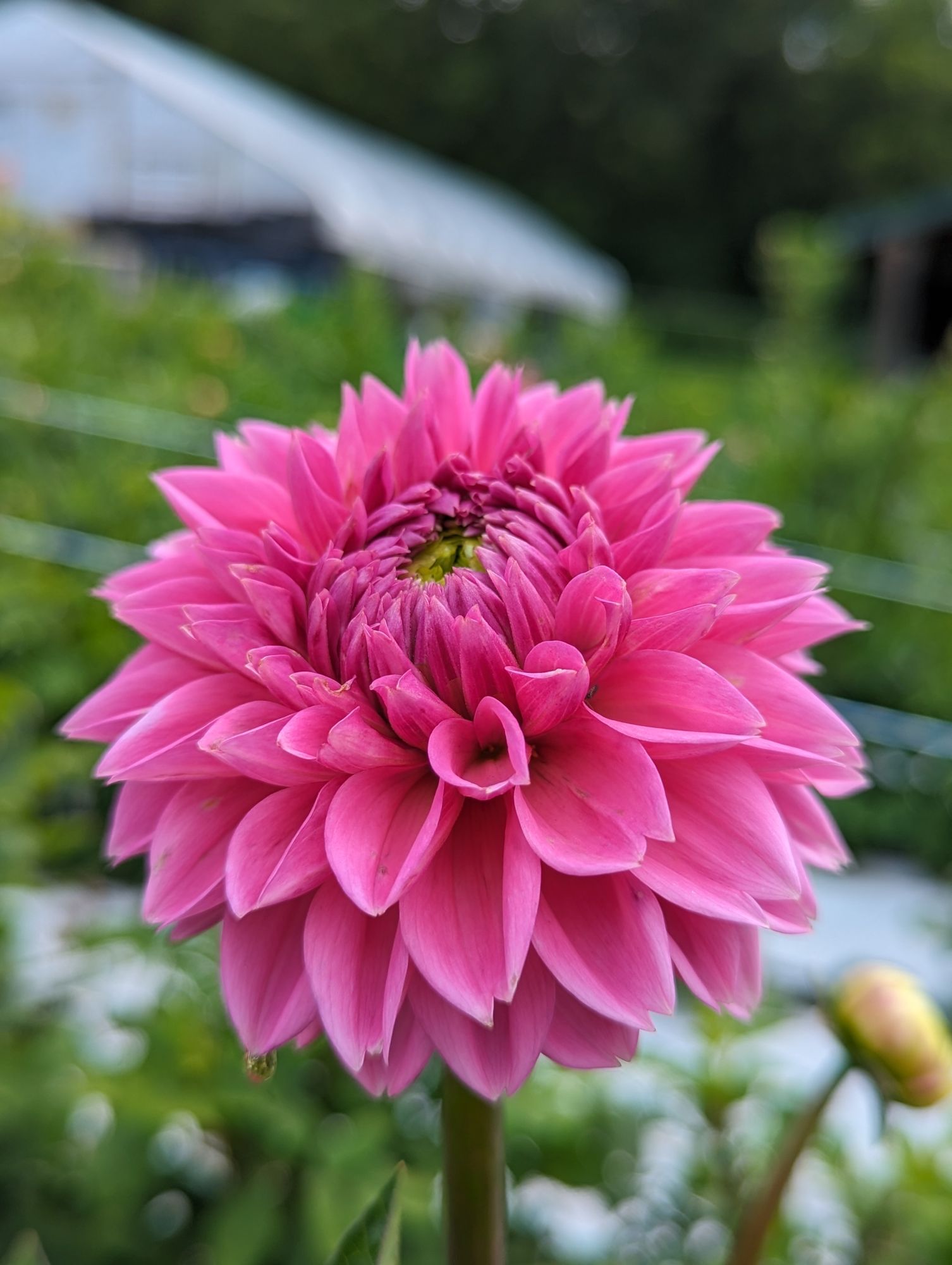 DAHLIA Pink Sylvia