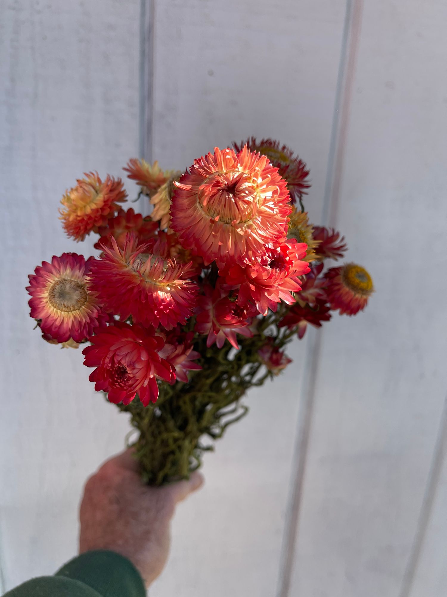 XEROCHRYSUM bracteatum King Size Raspberry Rose