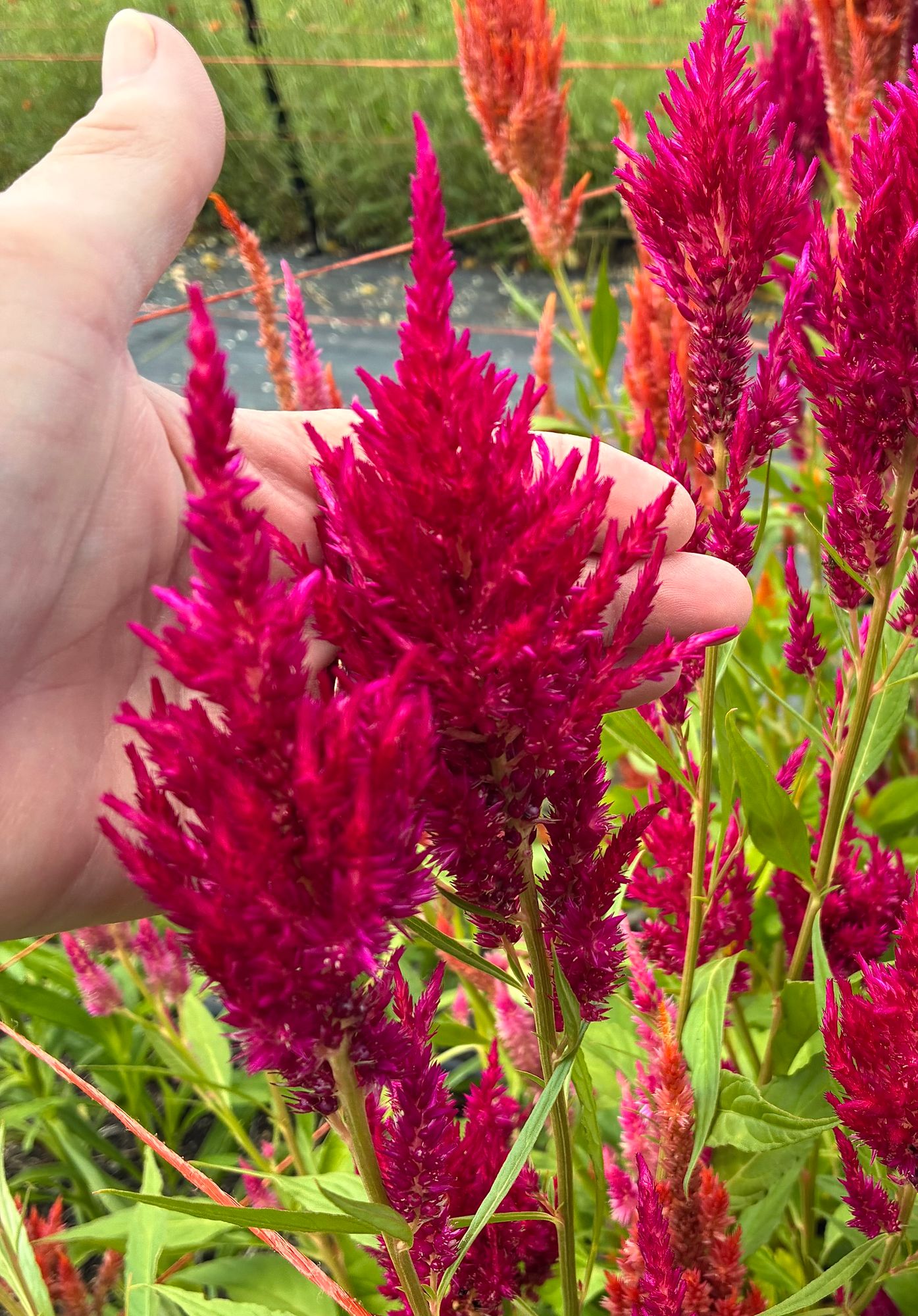 CELOSIA argentea var. plumosa Sunday Series